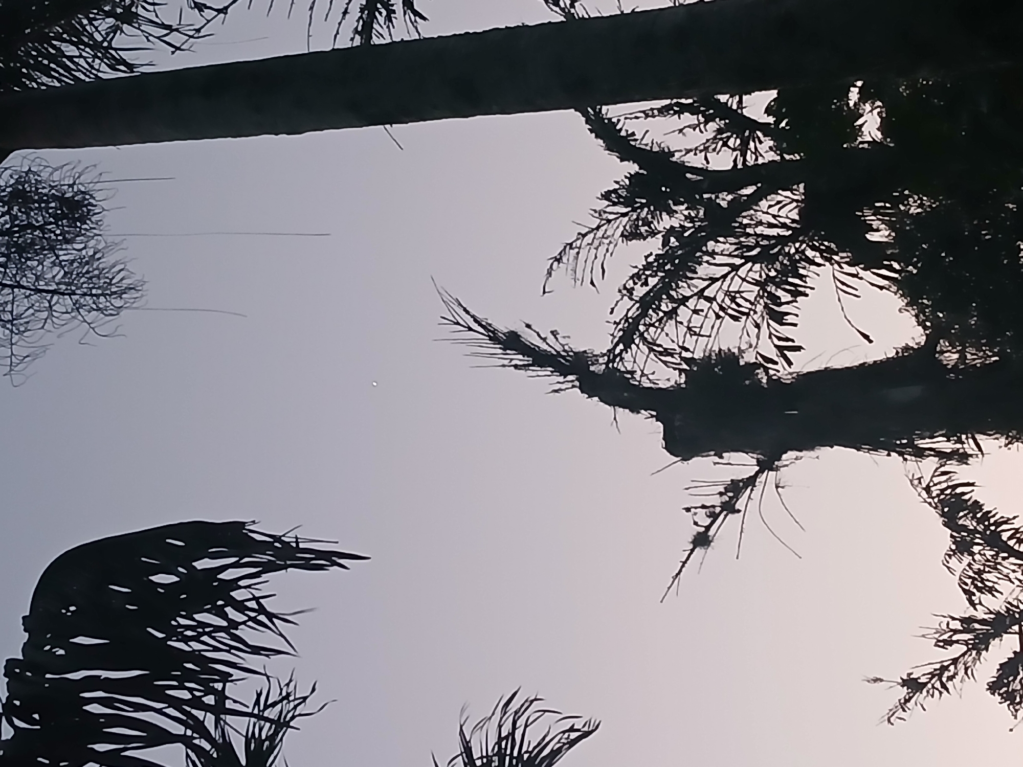 The image is a low-angle shot of palm trees silhouetted against a pale sky, likely taken during dawn or dusk. The sky is a soft gradient of pale purple and pink, with a small, faint white speck that could be a star or planet visible near the center. The palm fronds are detailed and wispy, creating a dramatic contrast with the sky. The scene appears to be in a natural setting, possibly a park or residential area with abundant vegetation. The image does not contain any people, actions, or interactions. It is impossible to determine the specific location within Rio de Janeiro, Brazil, without further context.