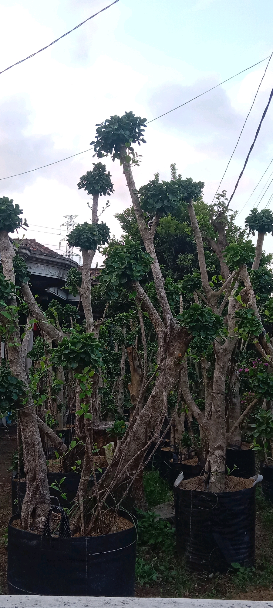 The image captures an outdoor scene featuring several potted bonsai trees arranged in what appears to be a nursery or garden setting. The trees are characterized by their thick, gnarled trunks and dense green foliage clustered at the top. They are planted in large black fabric pots. In the background, a building with a tiled roof and some electrical infrastructure, including power lines and a tower, are visible, suggesting an urban or semi-urban environment. The sky is overcast with a pale, diffused light. The overall impression is that of a collection of meticulously cultivated plants. Based on the provided information, this scene is located in the city of Kras, Indonesia.