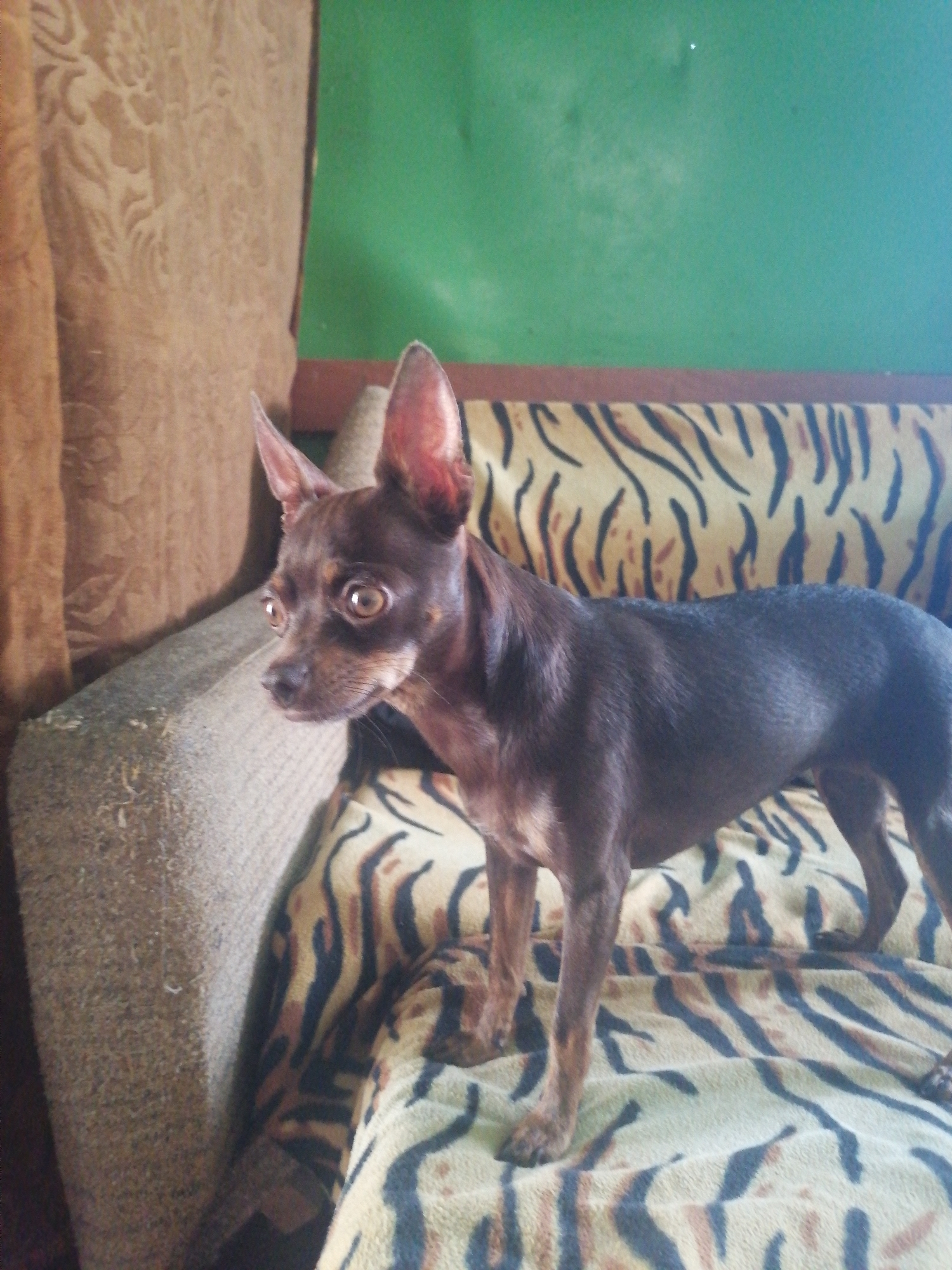 A dark brown, short-haired dog with large, alert ears stands on a sofa with a tiger-striped blanket. The dog is facing right, with its head slightly turned to the left, and its eyes are wide open. Behind the dog, a green wall is visible, and to the left, a brown textured fabric is present, possibly a curtain or upholstered furniture. The sofa's armrest is visible in the foreground, covered in the same tiger-striped blanket. The overall lighting suggests an indoor setting. The image is of a small dog on a sofa in a room, with plain green wall and a patterned blanket. The dog appears to be a small breed, possibly a Chihuahua or a similar toy dog breed. The background is out of focus but shows a green wall and what appears to be furniture. The focus is on the dog. There is no indication of Novopokrovka, Russia in the image.