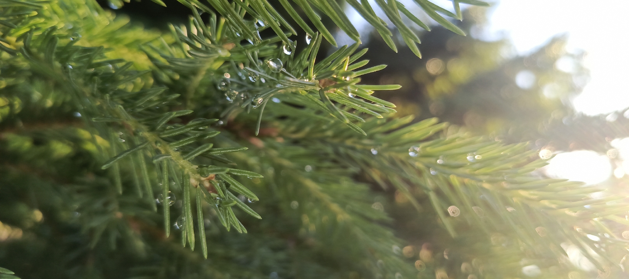 A close-up, shallow depth of field shot focuses on the needles of a spruce tree. The needles are a vibrant green and are dotted with small, clear water droplets. Sunlight streams in from the right side of the frame, creating lens flare and illuminating the droplets. The background is a blur of green and yellow foliage, with some circular bokeh effects from the light. The image depicts a natural outdoor environment, possibly in the city of Merchalovo, Russia, after a light rain or dew. There are no people or animals visible in the scene.