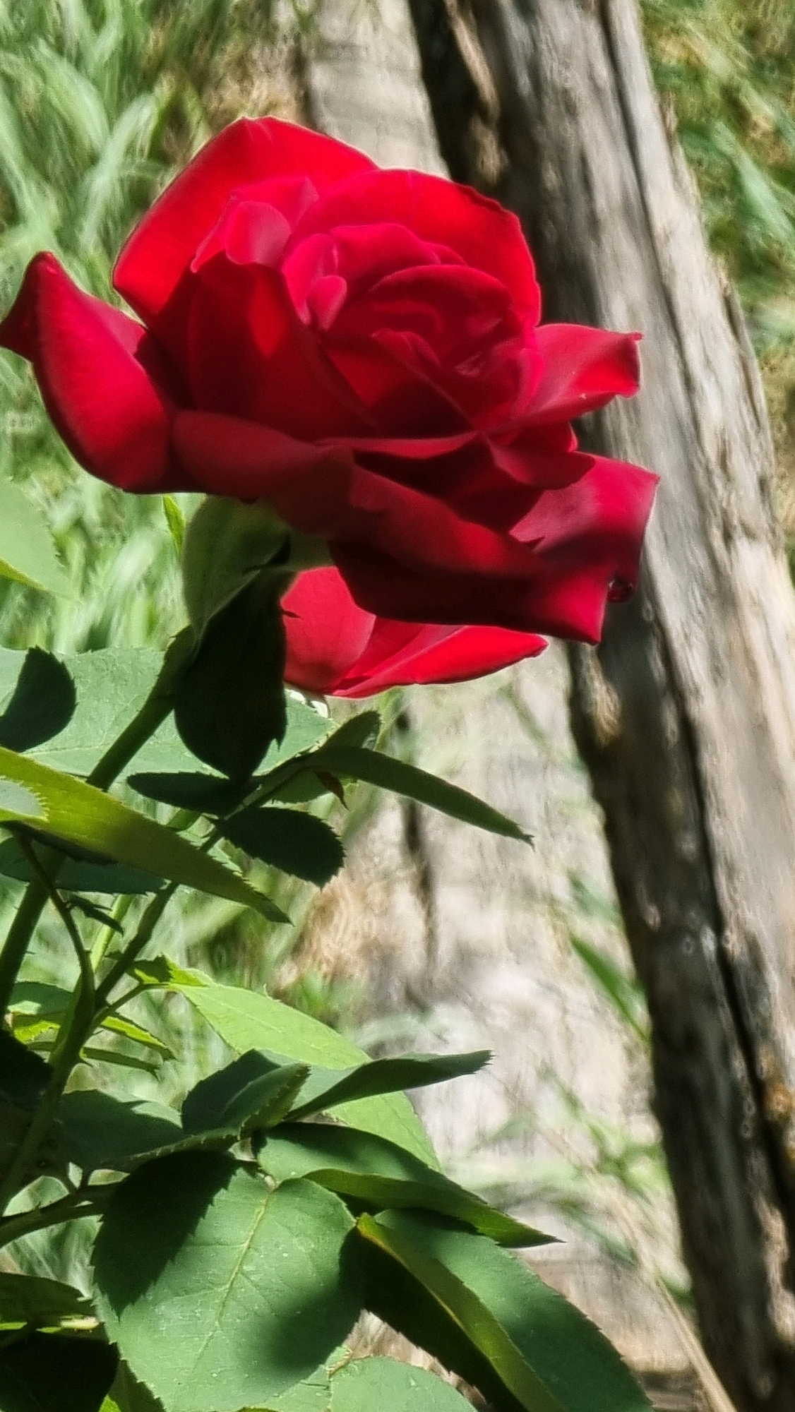 A close-up, vertical, eye-level shot captures a vibrant red rose in bloom, its petals unfurling against a softly blurred background of green foliage and a rustic wooden post. The rose, positioned in the upper left quadrant, is the primary subject, its rich color and intricate petal structure sharply defined. The stems and leaves of the rose bush are visible in the foreground, rendered in darker green hues. The wooden post, textured and weathered, runs diagonally through the right side of the frame, providing a naturalistic contrast to the softness of the rose. The lighting suggests a sunny day, casting dappled shadows across the scene. The image was taken in Sant Joan les Fonts, Spain.