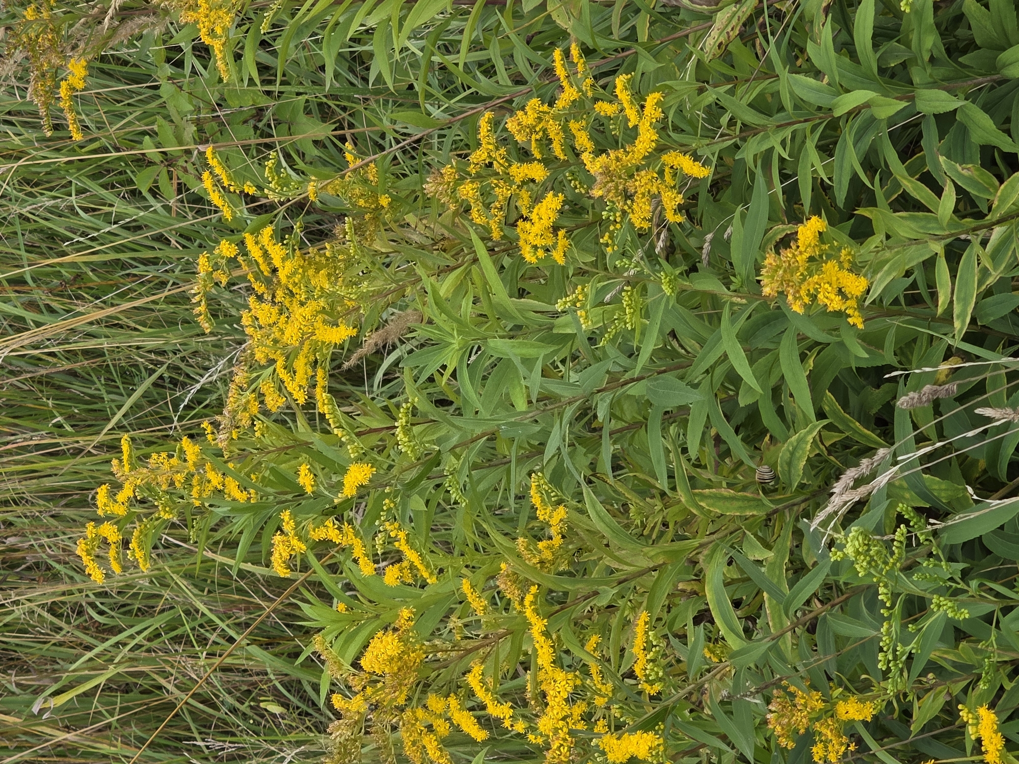 This image depicts a close-up view of goldenrod plants in bloom, with their bright yellow flowers and green foliage dominating the frame. The plants are densely clustered, with some appearing taller and more mature than others, suggesting a natural setting. The background is filled with the blurred forms of tall grasses and other vegetation, indicating an outdoor environment. The lighting suggests it is daytime, and the overall impression is one of lush, untamed nature. There are no people or man-made objects visible in the image. The location is identified as Речицы, Russia.
