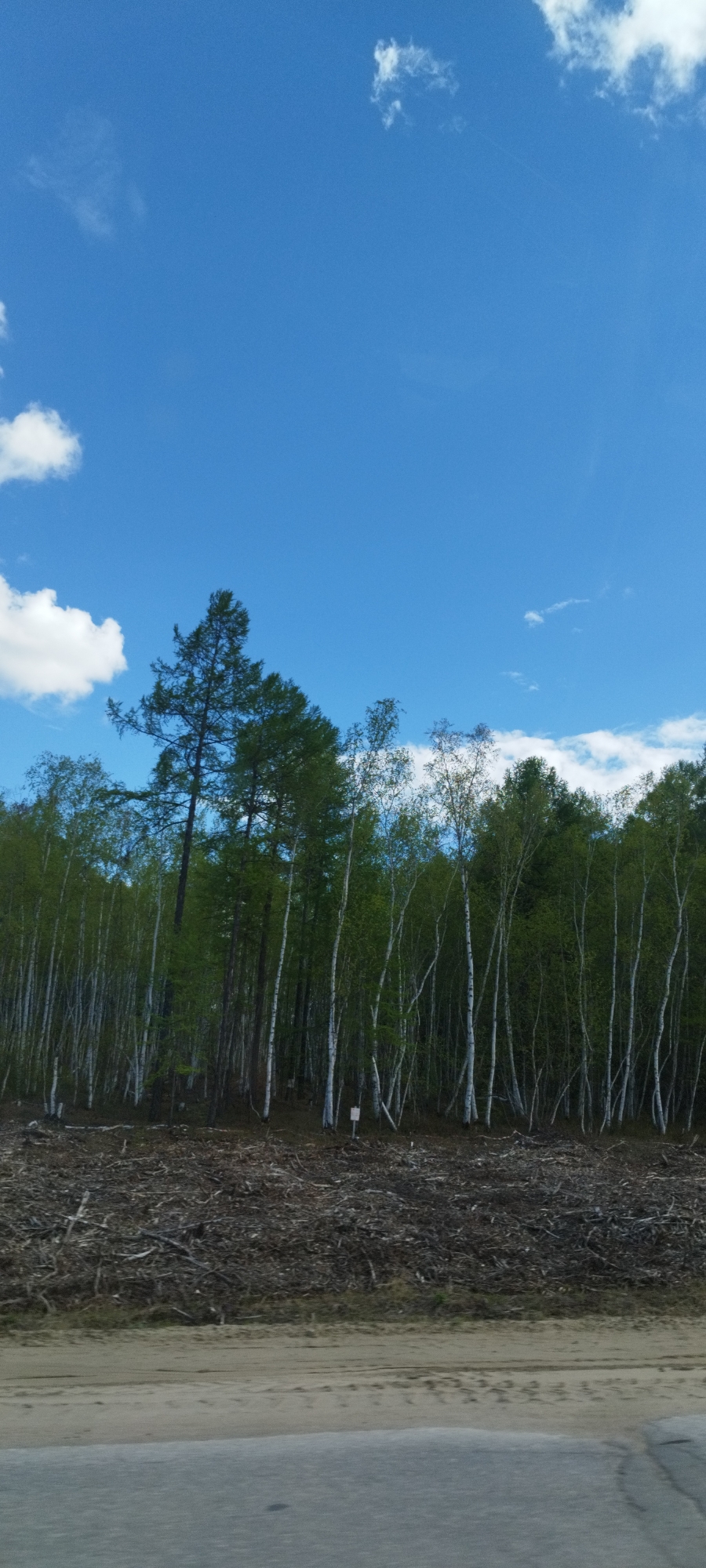 The image captures a scene near Tabaga, Russia. A forest with a mix of birch and coniferous trees lines the horizon under a blue sky with scattered cumulus clouds. The foreground shows evidence of logging or clearing, with a pile of branches and debris. Below the debris, a dirt and gravel area leads to what appears to be a paved road. No people are visible in the frame.