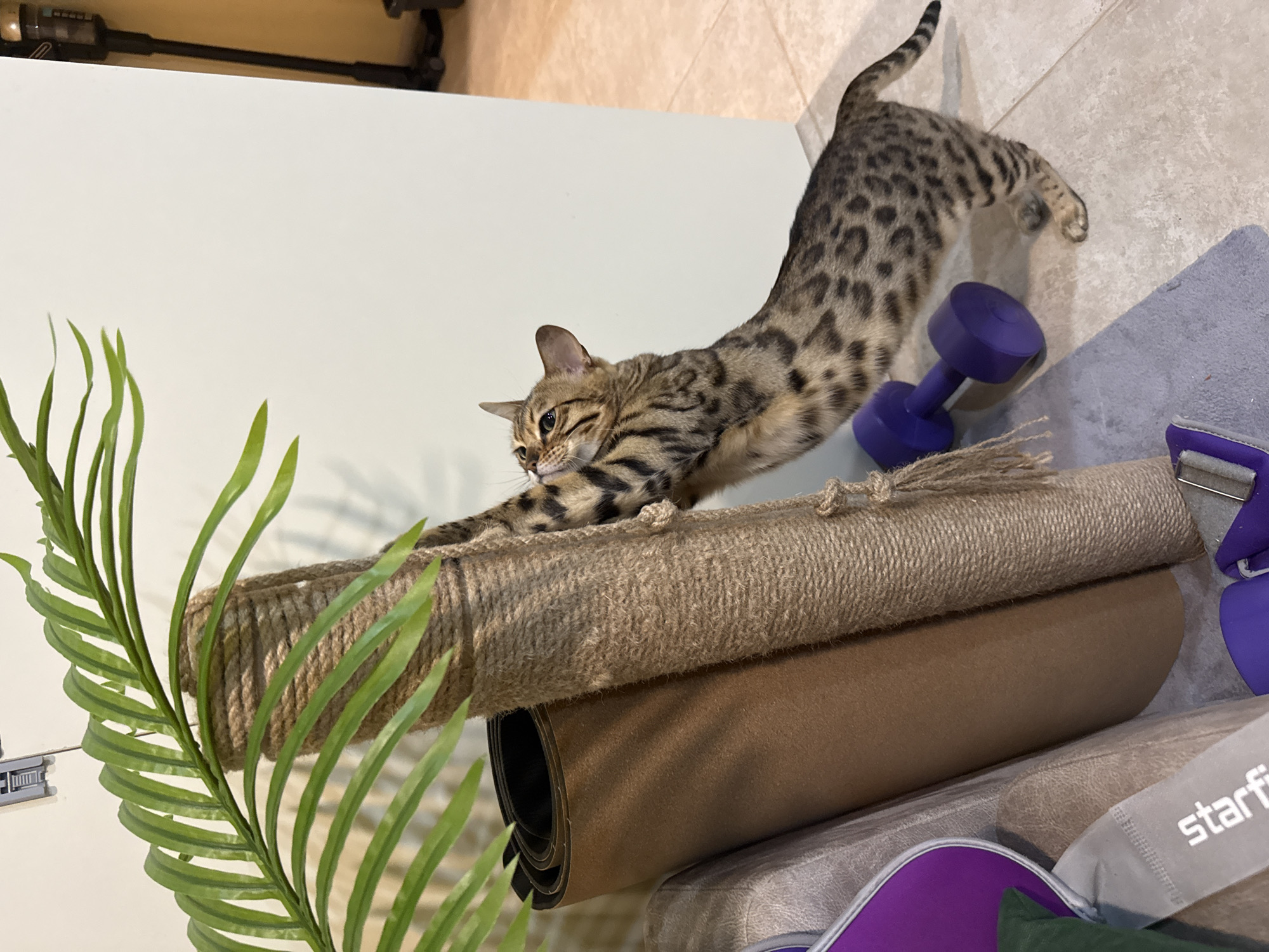 An eye-level shot captures a domestic Bengal cat actively stretching indoors. The cat, with its distinctive spotted and striped brown and black fur, is elongated, stretching its front paws onto a rolled mat or scratching post made of thick, woven natural fiber, possibly jute or sisal rope. Its head is turned slightly to the left, and its eyes are open, looking towards its paws.
In the foreground, to the left, are vibrant green leaves of an artificial or indoor plant, partially obscuring the base of the scratching post. Behind the stretching cat, on the light-colored tiled floor, are two purple dumbbells. A greyish-purple exercise mat or cushion is also visible beneath the dumbbells. Further back, a light-colored surface, possibly a wall or cabinet, runs horizontally across the frame.
In the upper background, a black stick vacuum cleaner is partially visible against a beige wall or floor. The lighting is bright and even, suggesting an indoor setting during the daytime. Part of a white label or strap near the bottom right corner shows the partial text "starfi," likely belonging to the exercise equipment. The overall scene depicts a domestic environment, possibly a living area or home gym, where the cat is engaged in a natural stretching behavior.