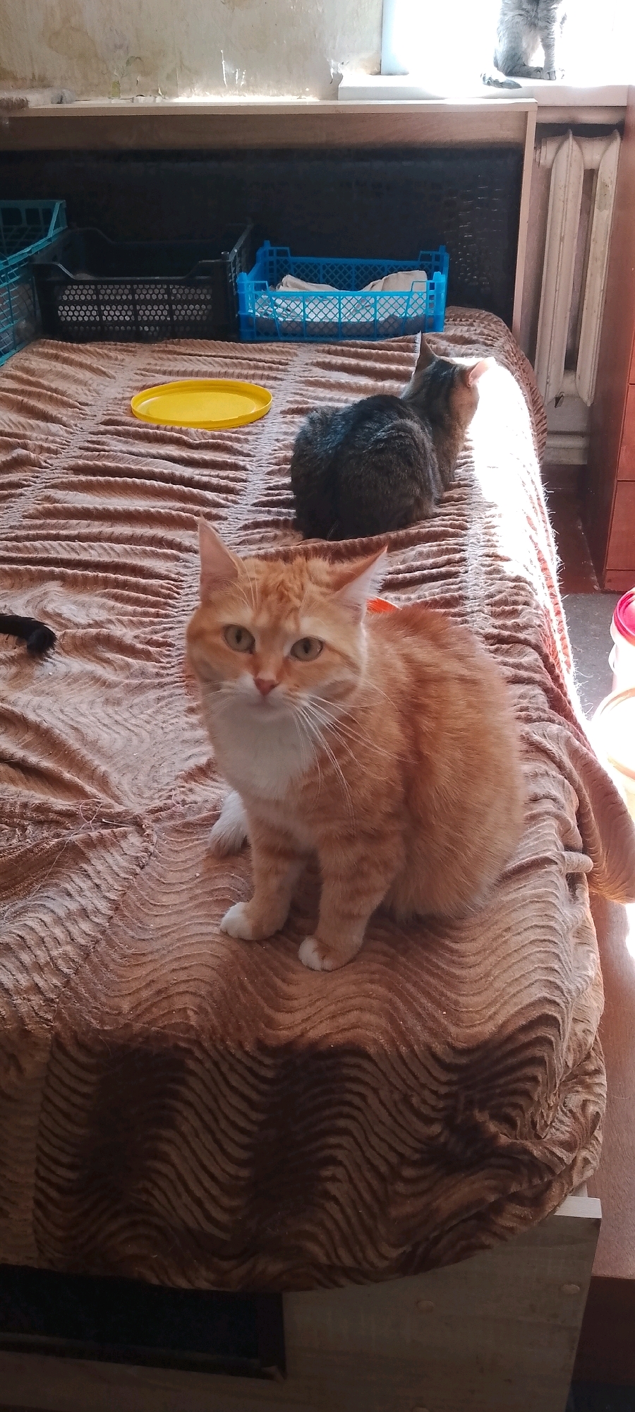 A tabby cat and an orange cat sit on a patterned brown blanket covering a bed. The tabby cat is in the background, facing away from the camera towards a bright window. The orange cat is in the foreground, facing the camera with its head slightly tilted. Behind the cats, on the bed, is a yellow dish. To the left of the bed are blue and black plastic crates. The room appears to be domestic, possibly a bedroom, with a radiator visible on the right side. The overall impression is a candid shot of cats relaxing in a sunlit room.