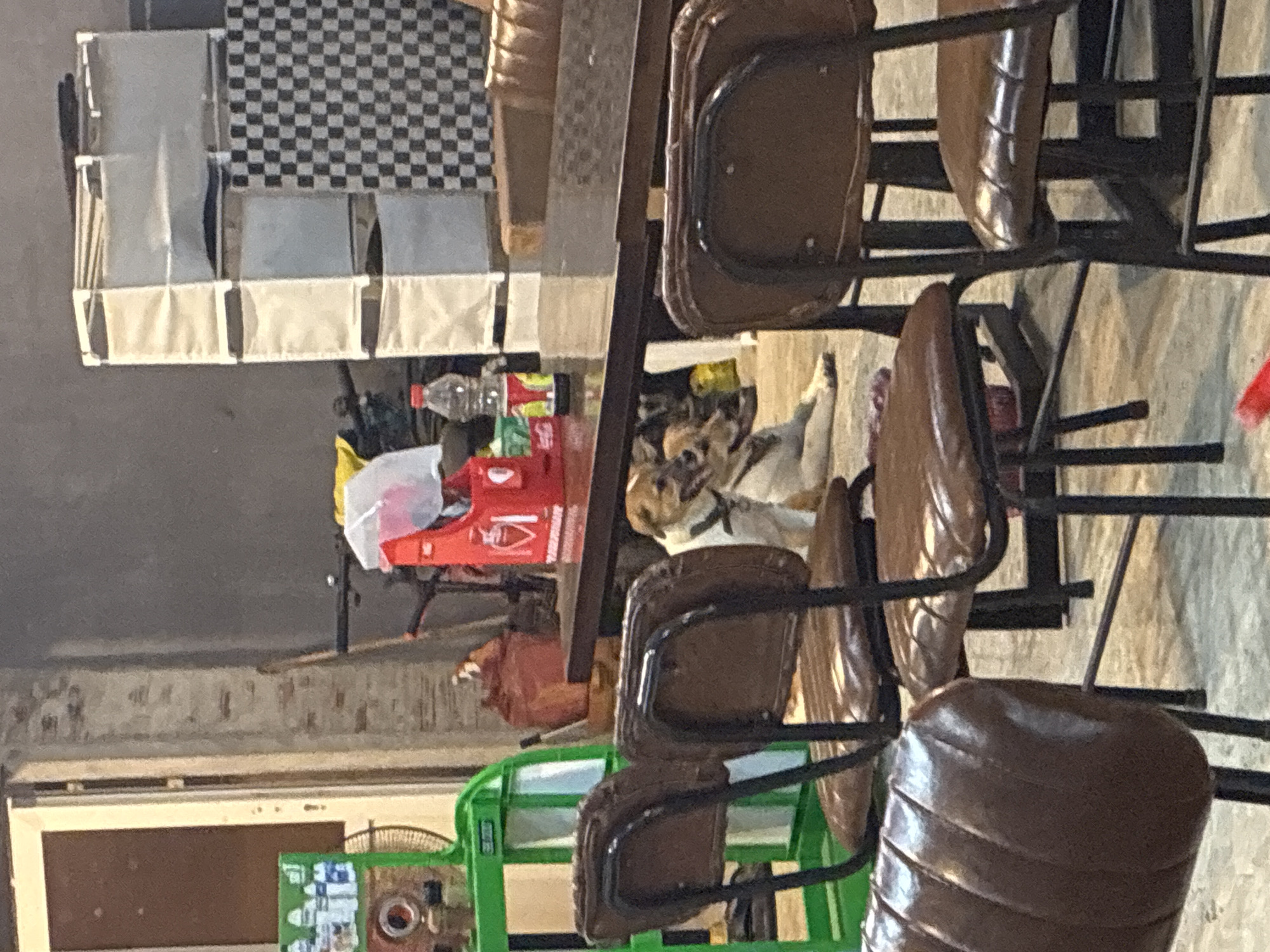 The image shows an indoor scene, possibly a storage area or cluttered room. In the foreground, several brown leather-seated chairs with black metal frames are stacked together. Behind the chairs and extending along the left side, there's a table or countertop cluttered with various items, including a plastic container, Coca-Cola and Fanta bottles, and a checkered black and white organizer or shelving unit.
Underneath the table, a dog is lying down. In the background, there's a glimpse of a green metal cart or shelving unit. The presence of Coca-Cola and Fanta products and general appearance suggests a location in Vietnam, although there is no specific evidence to pinpoint the city to Đà Nẵng.