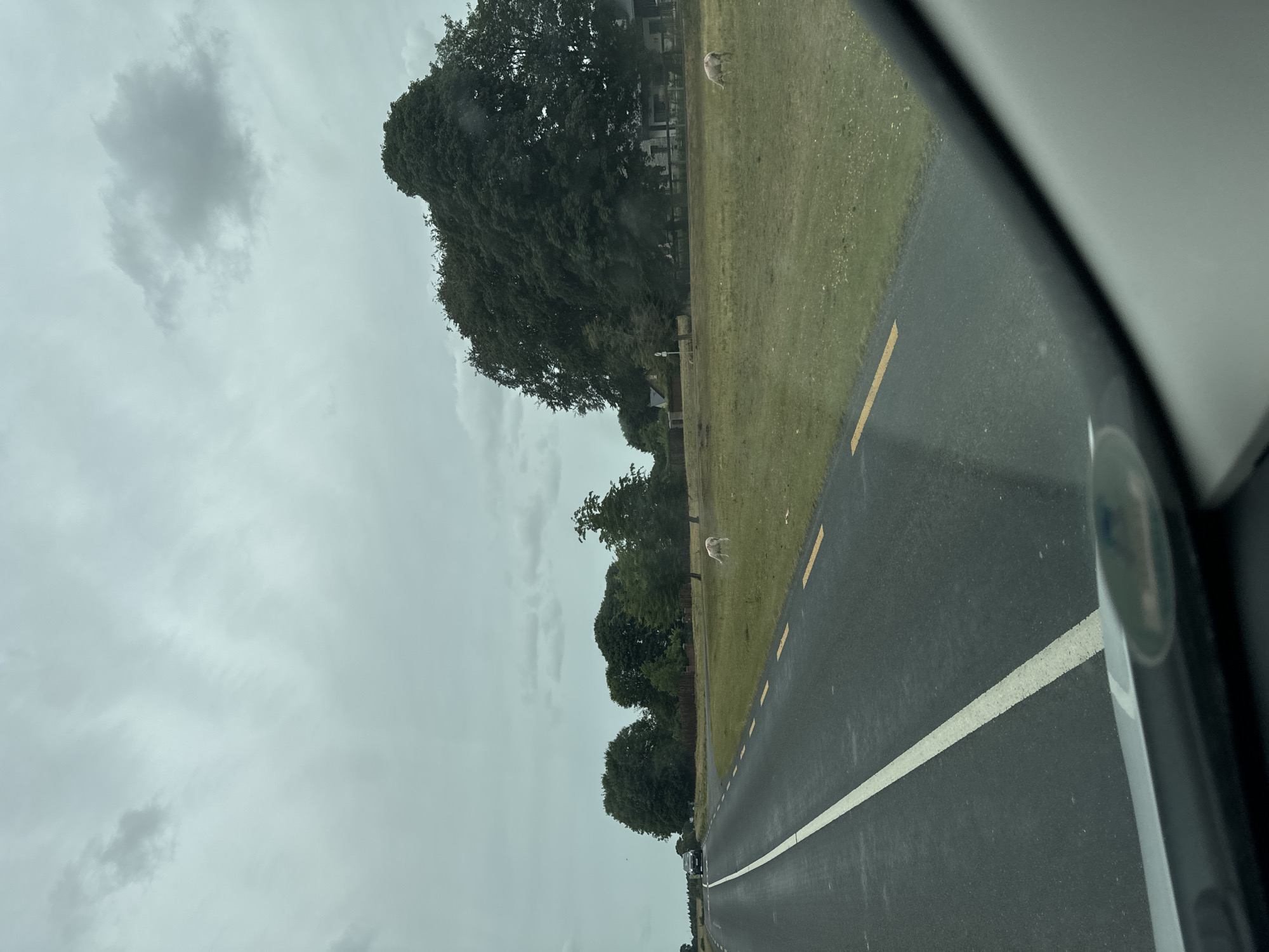 The image depicts a roadside scene in Curragh Edge, Ireland, under an overcast sky. A paved road with a white central line and yellow dashed lines marking the edge runs diagonally through the foreground. On the right side of the road, a grassy field is populated by two sheep. A large, dense tree stands in the middle ground, with a cluster of smaller trees and a building visible behind it. To the left of the road, a dark-colored car is seen traveling away from the camera. The overall environment suggests a rural or semi-rural setting.