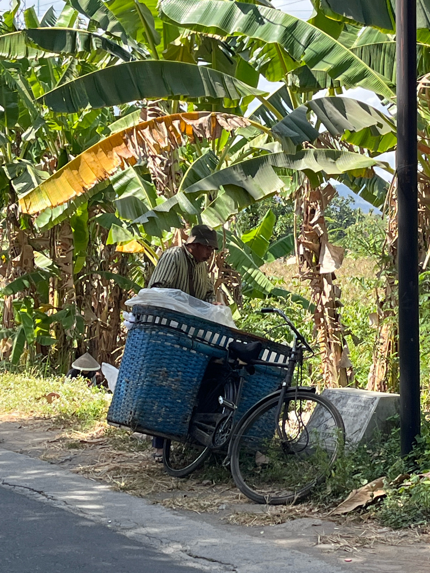 A person wearing a striped shirt and a hat is standing next to a bicycle laden with large blue baskets in Banguntapan, Indonesia. The bicycle's front basket is covered with a white tarp, and the rear basket is full of items. The person appears to be tending to the load. The scene is set against a backdrop of lush green banana trees and foliage, with dry leaves scattered on the ground. Sunlight filters through the leaves, creating dappled shadows. In the background, there is a hint of a mountainous landscape and a concrete structure. The image captures a moment of daily life in a rural or semi-rural setting.