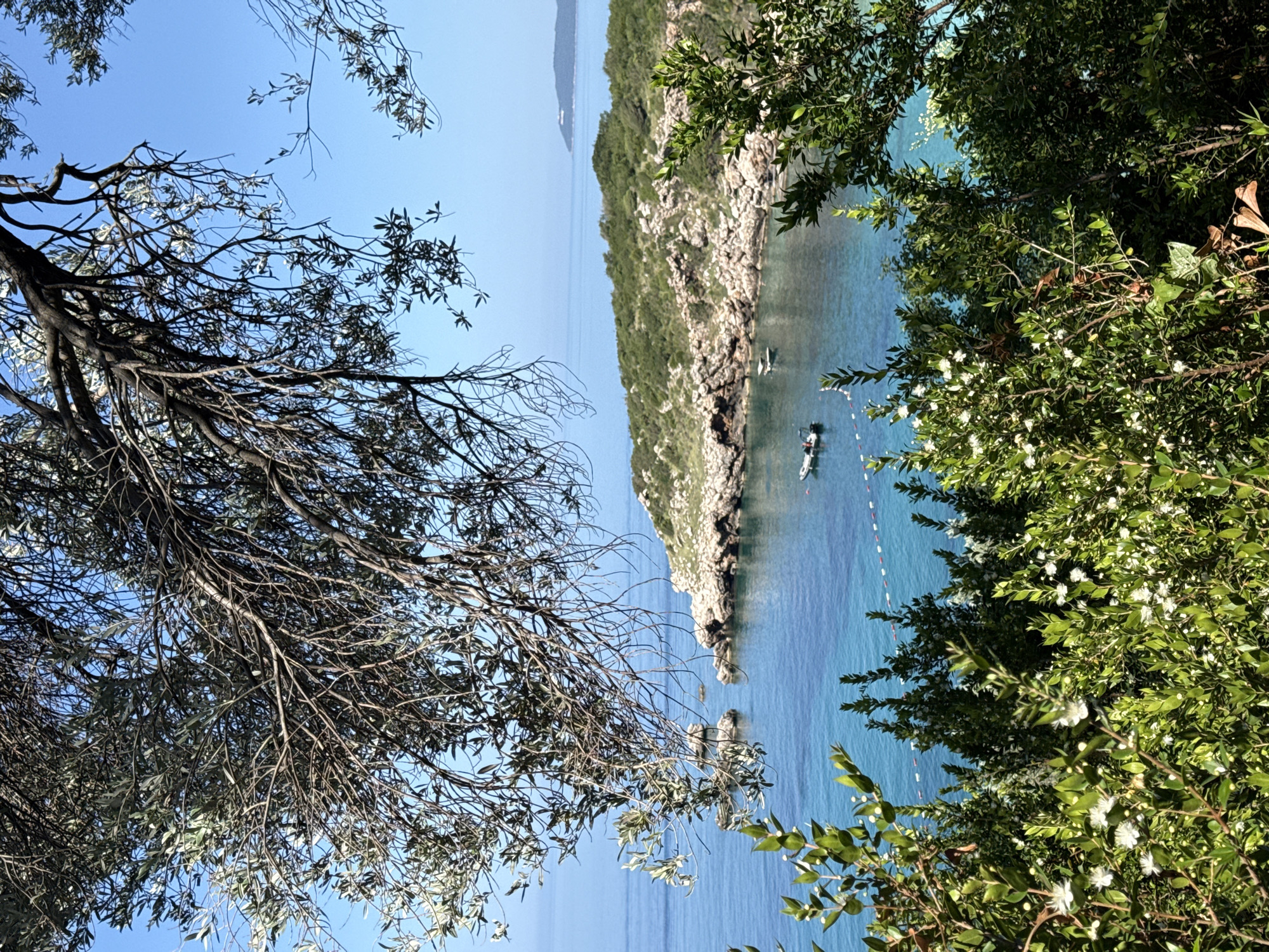 This image captures a vibrant, sunny coastal view in Drobnići, Montenegro, framed by natural vegetation. The foreground features dense green bushes and shrubs adorned with numerous small white flowers and green berries, partially obscuring the lower sea view. Above, dark, gnarled tree branches with silvery-green leaves (likely olive) extend into the frame from the top and sides, creating a natural vignette.
The mid-ground reveals a tranquil bay with clear turquoise water. A rocky, green-vegetated peninsula extends into the bay from the right, while scattered rock formations emerge from the water closer to the left shore. Two small boats are anchored within the bay: a white motorboat with an outboard engine positioned closer to the left, and a smaller, lighter-colored boat situated further into the bay. A line of red and white buoys marks a boundary across the water.
In the distant background, a larger, green landmass or island stretches along the horizon under a clear, bright blue sky. The scene is illuminated by strong natural sunlight, indicating a clear day. No individuals are visible.