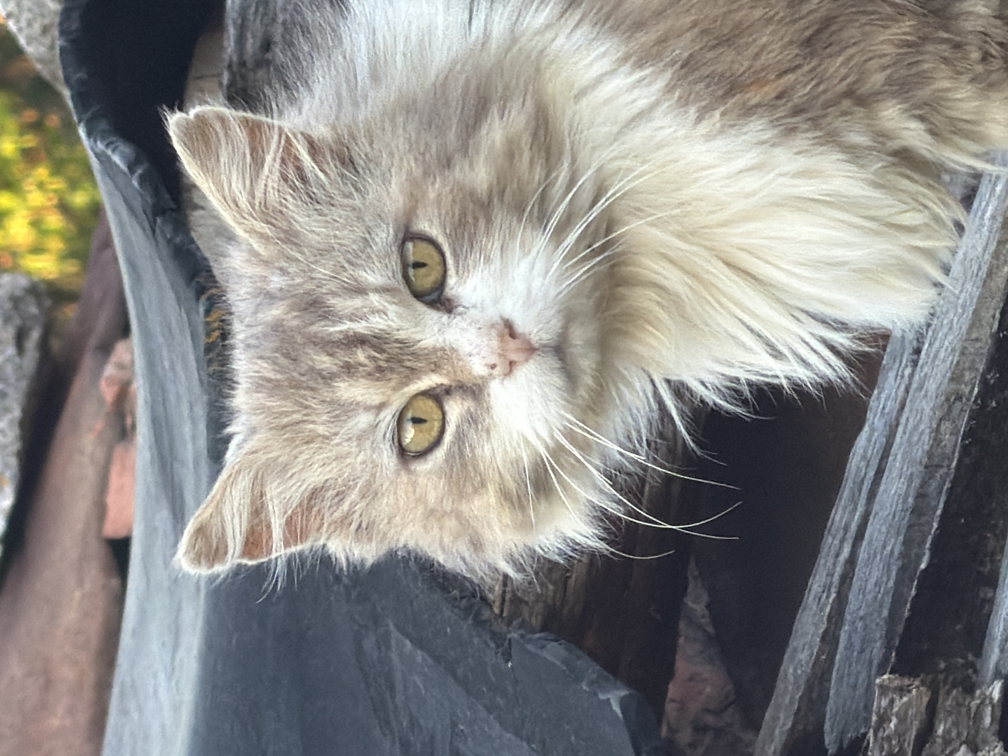 A fluffy, light brown and white cat with green eyes is positioned in a dark container with weathered wood nearby. The scene likely takes place outdoors, evidenced by the glimpses of green foliage and stone elements visible in the background. No people are visible. The location is Tsatsarovtsi, Bulgaria, based on additional context, but the image itself does not provide specific locational information.