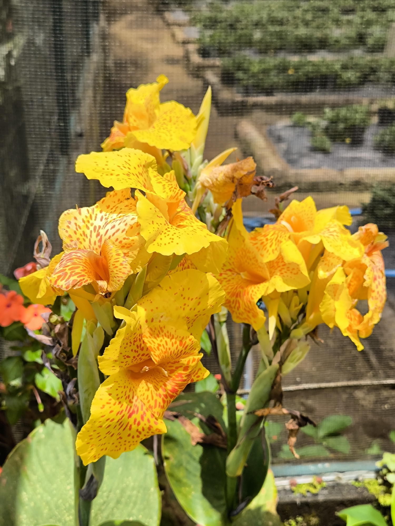 The image shows a cluster of yellow Canna lilies with reddish-orange spots, likely in a garden or nursery. The backdrop includes a blurry structure that seems to have multiple levels of plants, perhaps a greenhouse or terraced planting area. The location is presumably near Candikuning, Indonesia, based on the image request. There are also some other red flowers, likely impatiens, slightly visible. The lilies appear vibrant and in full bloom.