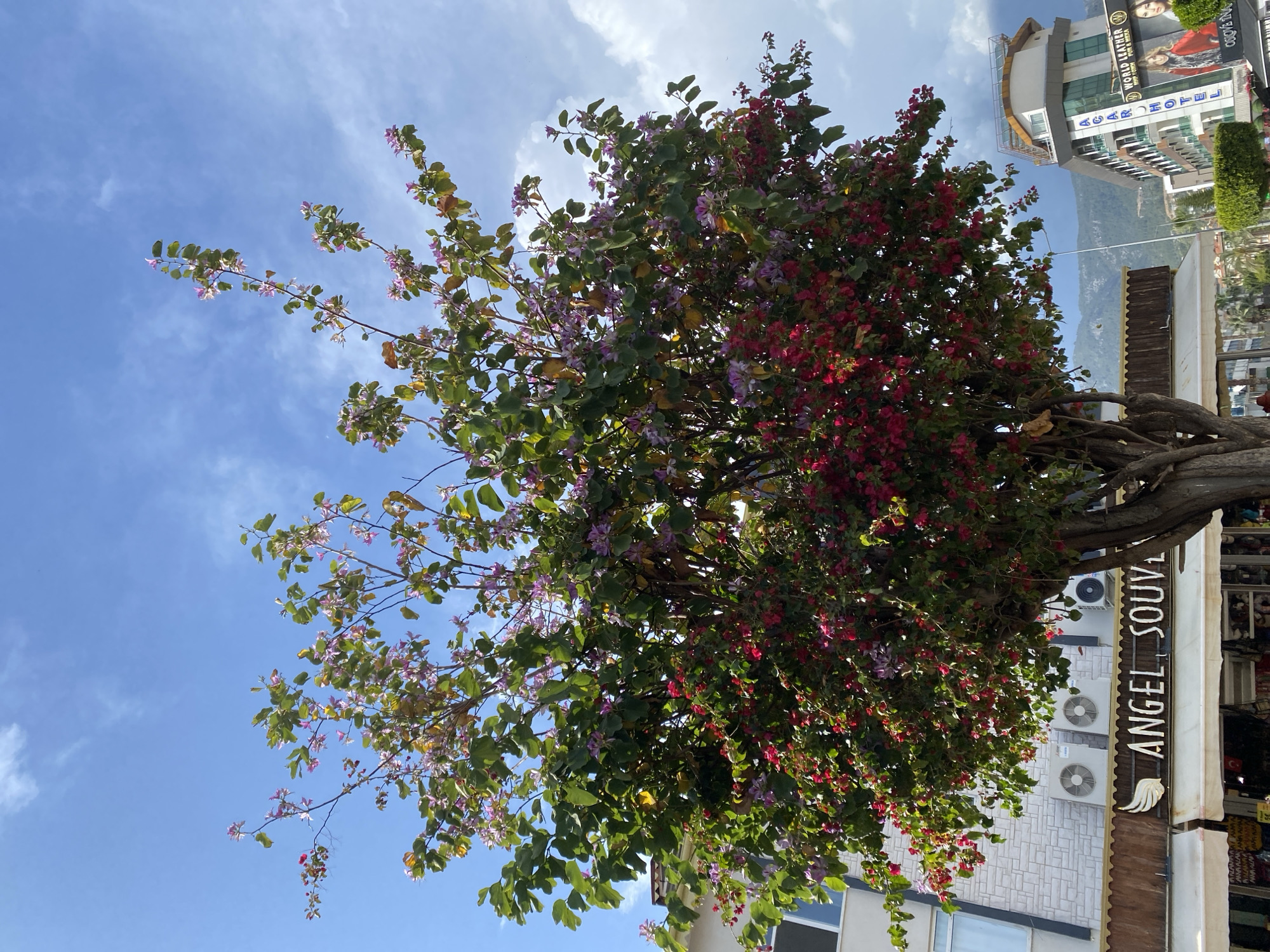 A low-angle shot captures a flowering tree in Alanya, Turkey, positioned in front of urban structures. The tree displays a mix of pink and purple blossoms amidst lush green foliage. To the right of the tree, a building with the sign "ANGEL SOUVENIRS" is visible, and air conditioning units are installed on its exterior wall. Further in the background, another taller building is seen, displaying the text "WORLD LEATHER". The sky is a gradient of light blue, dotted with wispy clouds, indicating a clear day. The photograph's perspective suggests it was taken from street level, looking upwards at the tree and the surrounding buildings.