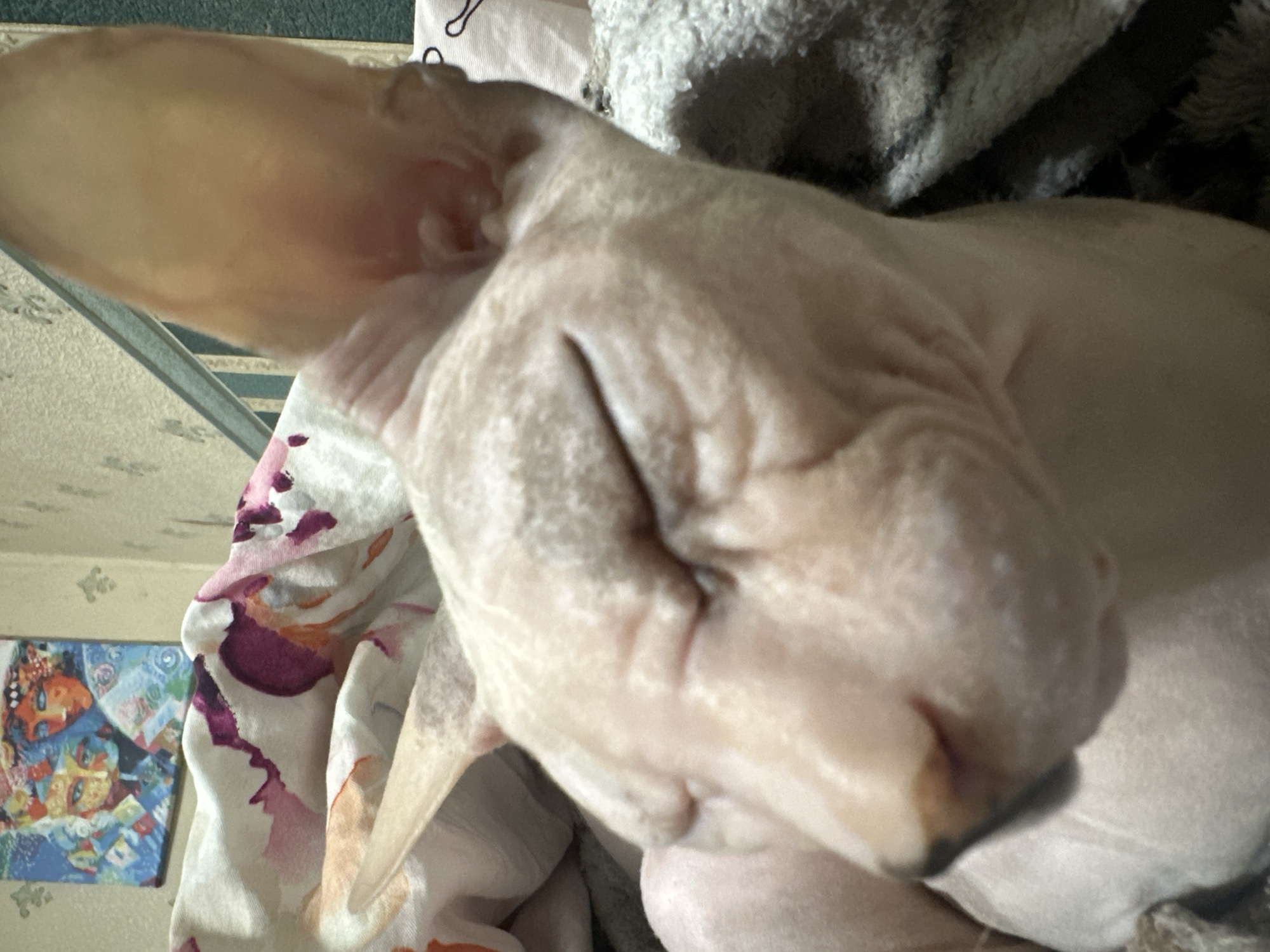 The image is a close-up, indoor shot of a Sphynx cat sleeping. The cat's skin is visible, showing wrinkles and a light pinkish-beige color. Its eyes are closed, and its large ears are prominent. The cat is lying on a soft, textured surface, possibly a blanket or bedding. In the background, there is a glimpse of a wall with decorative elements and a framed picture. The overall environment appears to be a home setting. There is no information in the image to suggest a location in Togliatti, Russia.