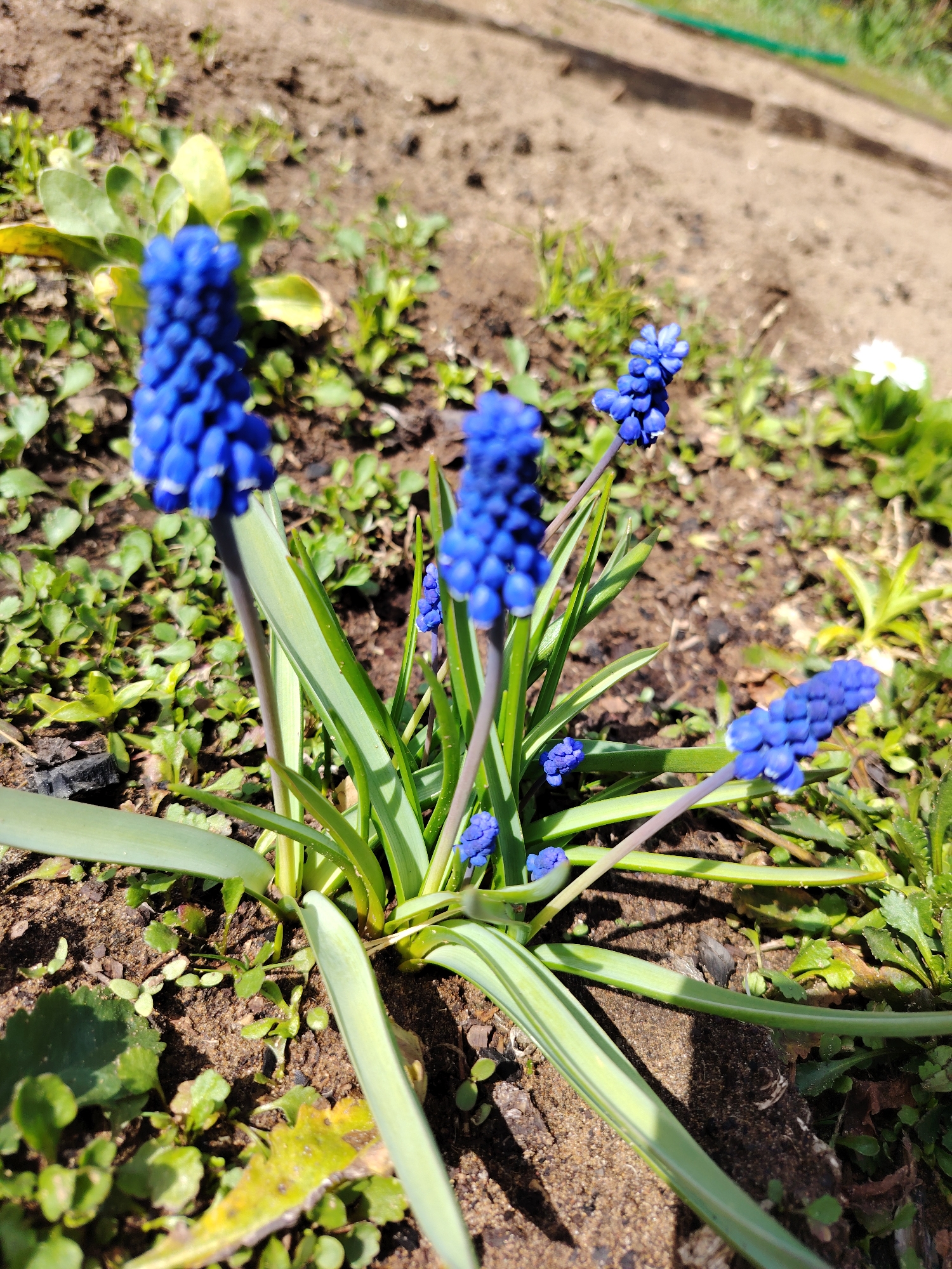 The image shows a cluster of blue Grape Hyacinth flowers (Muscari) growing in a garden in the city of Chaikovsky, Russia. The flowers are in various stages of bloom, with some stalks standing tall and others bent over. The long, green leaves of the plant are visible around the base of the stalks. The surrounding soil is brown and partially covered with small green plants and weeds. A piece of decaying wood is present near the base of the hyacinths. In the background, there's a patch of bare soil and other greenery. A white flower is partially visible to the right. The scene is illuminated by sunlight, casting shadows.