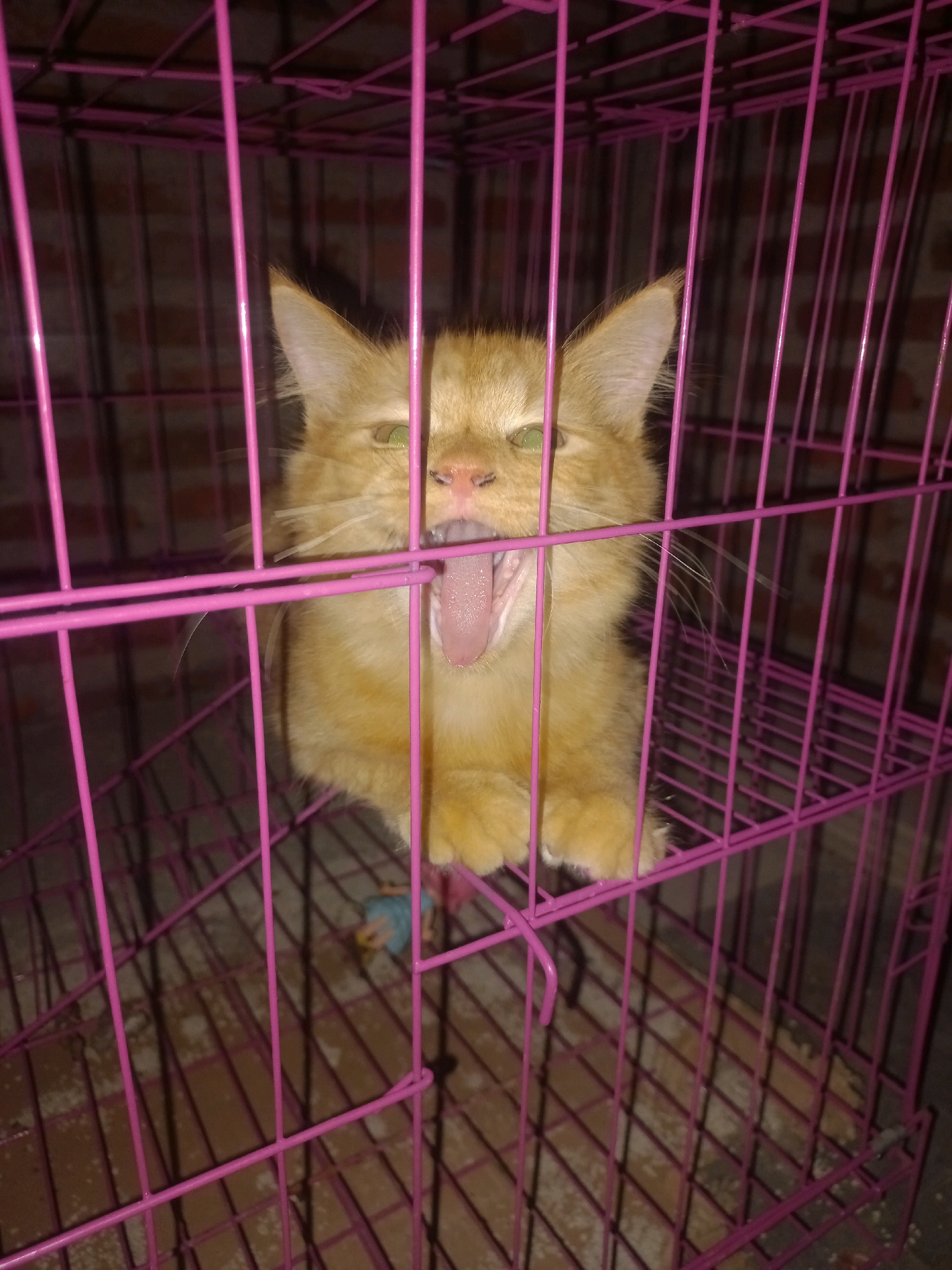 An orange tabby cat with green eyes is captured yawning within a pink metal cage. The cage bars obscure parts of the cat's face and body. The cat's tongue is fully extended, and its mouth is wide open. The cage floor appears to be a wire mesh. The background consists of a dark, textured surface, possibly a wall. A small blue and yellow toy is visible on the cage floor in the lower left quadrant of the image. The image was taken in Gambiranom, Indonesia.