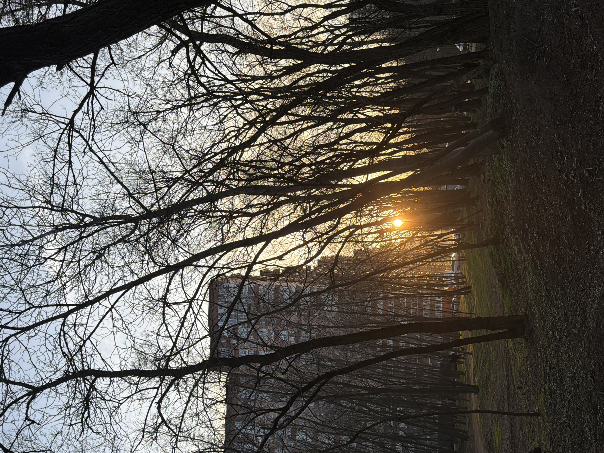 The image depicts a park or forested area in Rostov-on-Don, Russia, during what appears to be late afternoon or early evening, characterized by a low sun near the horizon. The scene is dominated by numerous bare deciduous trees, their dark, slender trunks and intricate branches forming dense silhouettes against a light blue, slightly cloudy sky and the setting sun.
The sun, a bright, intense orange-yellow orb, is positioned in the mid-ground to the right of the vertical center, partially obscured by tree trunks, creating a strong lens flare effect and illuminating parts of the background. The foreground is dark, covered in brown earth, sparse green grass, and fallen leaves, with long shadows extending from the trees. A dirt path is visible on the left side, winding into the middle distance.
In the mid-ground, several indistinct human figures are walking on or near the dirt path on the left. To the left of the sun, behind the trees, a large, multi-story residential building with a brick-red facade and numerous white-framed windows is prominent. Further to the right, behind a denser cluster of trees, another building is partially visible. Several parked cars, primarily white, are discernible on a road or parking area behind the trees, catching the sunlight. A small, dark, box-like structure, possibly a bird feeder, is attached to a tree trunk in the mid-right. The overall environment suggests an urban park setting in late winter or early spring.