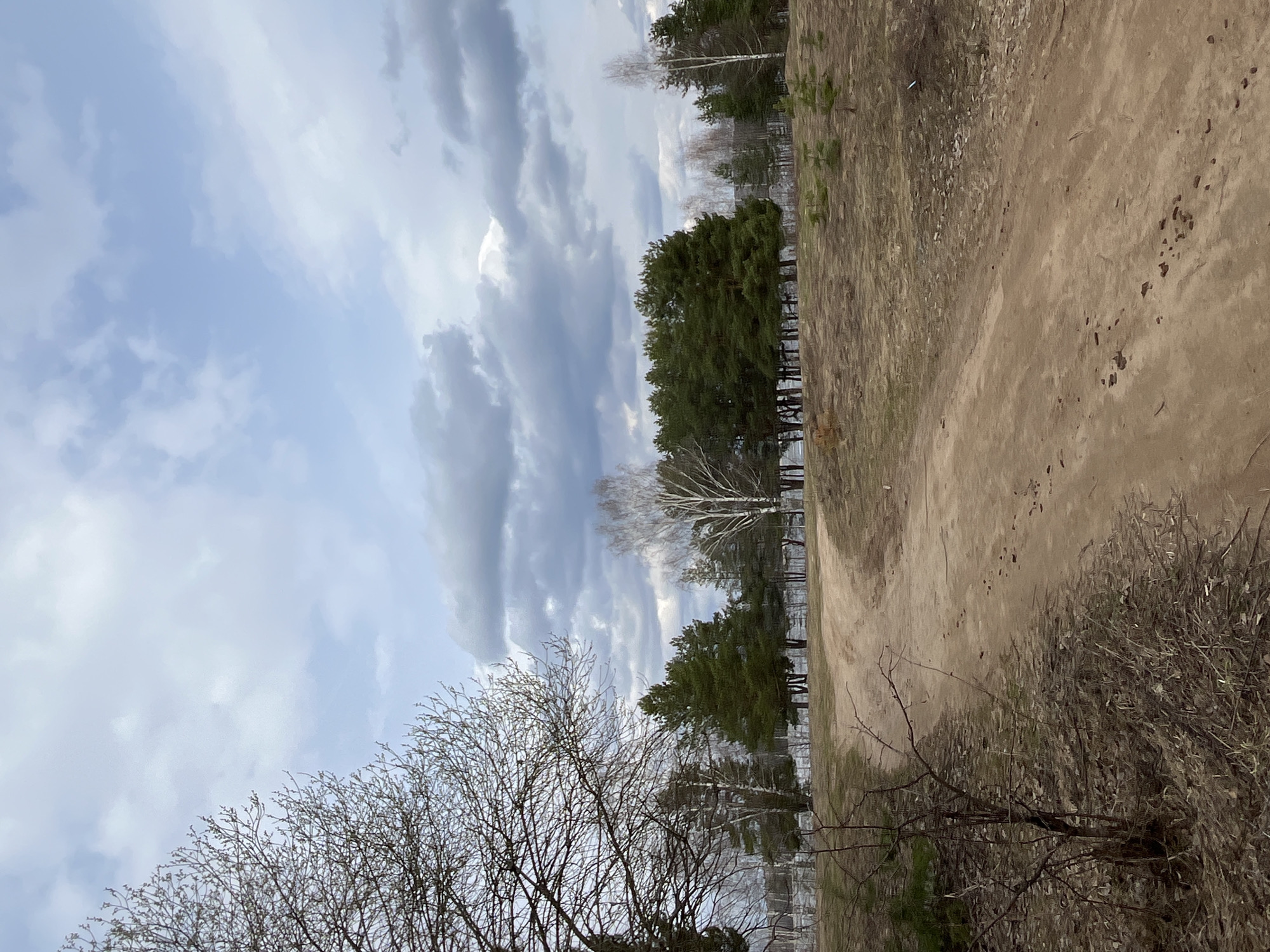 The image captures a tranquil, natural landscape scene, likely a forest edge or park pathway, under a dynamic sky. The perspective is oriented to show a dirt path stretching from the foreground into the mid-ground on the right side of the frame. This path is wide and light brown, showing some darker patches and depressions that might be footprints.
To the left of the path, and extending across the mid-ground, a diverse array of trees stands. A prominent line of tall, dark green pine trees forms a dense cluster. Scattered among these pines are several deciduous trees, some with recognizable white bark, possibly birches, that appear largely bare, suggesting either early spring or late autumn. In the immediate foreground on the left, a large, bare deciduous tree with intricate, twiggy branches fills a significant portion of the lower frame, its fine network of branches silhouetted against the sky. The ground on either side of the path is covered in dry, sparse vegetation and some denser, dark brown bushes towards the bottom right.
The sky dominates the upper portion of the image, filled with a mix of light blue patches and substantial grey and white clouds, indicating an overcast or partly cloudy day. The overall lighting is soft and diffused. There are no people or specific activities taking place, and no visible text. The scene evokes a sense of quiet nature, characteristic of a forested area, consistent with the location context of Chaikovsky, Russia.