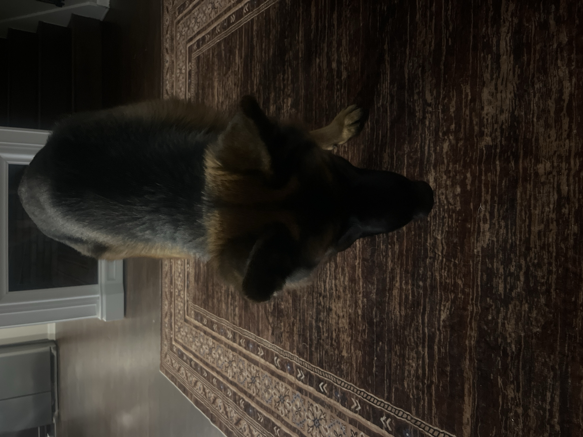 The image shows a German Shepherd dog standing on a rug. The dog is mostly dark brown and black with some tan coloring. The rug is dark brown with a patterned border. In the background, there are hardwood floors, a fireplace, and stairs. The scene appears to be in a home. There is no indication of the city or location being Jacksonville, United States of America.