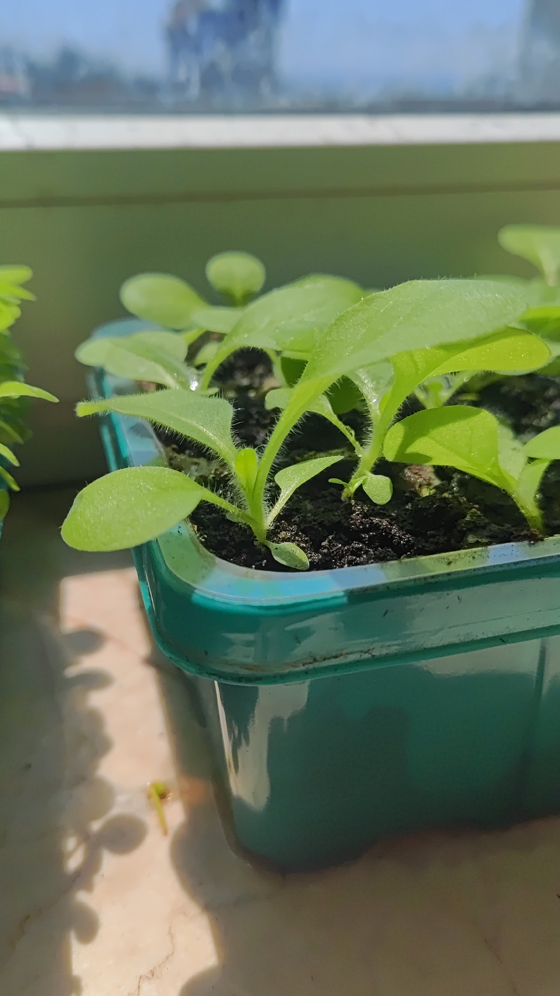 This is a close-up, eye-level shot of several small, green seedlings growing in a teal-colored plastic planter. The seedlings have bright green, fuzzy leaves and are rooted in dark soil. Sunlight streams in from the right, casting shadows on the patterned surface the planter sits on. In the background, out of focus, is a window with a blurry reflection of what appears to be a person and some foliage. The scene suggests a bright, sunny day, likely indoors near a window for optimal plant growth. The focus is sharply on the delicate seedlings and the texture of their leaves and stems.