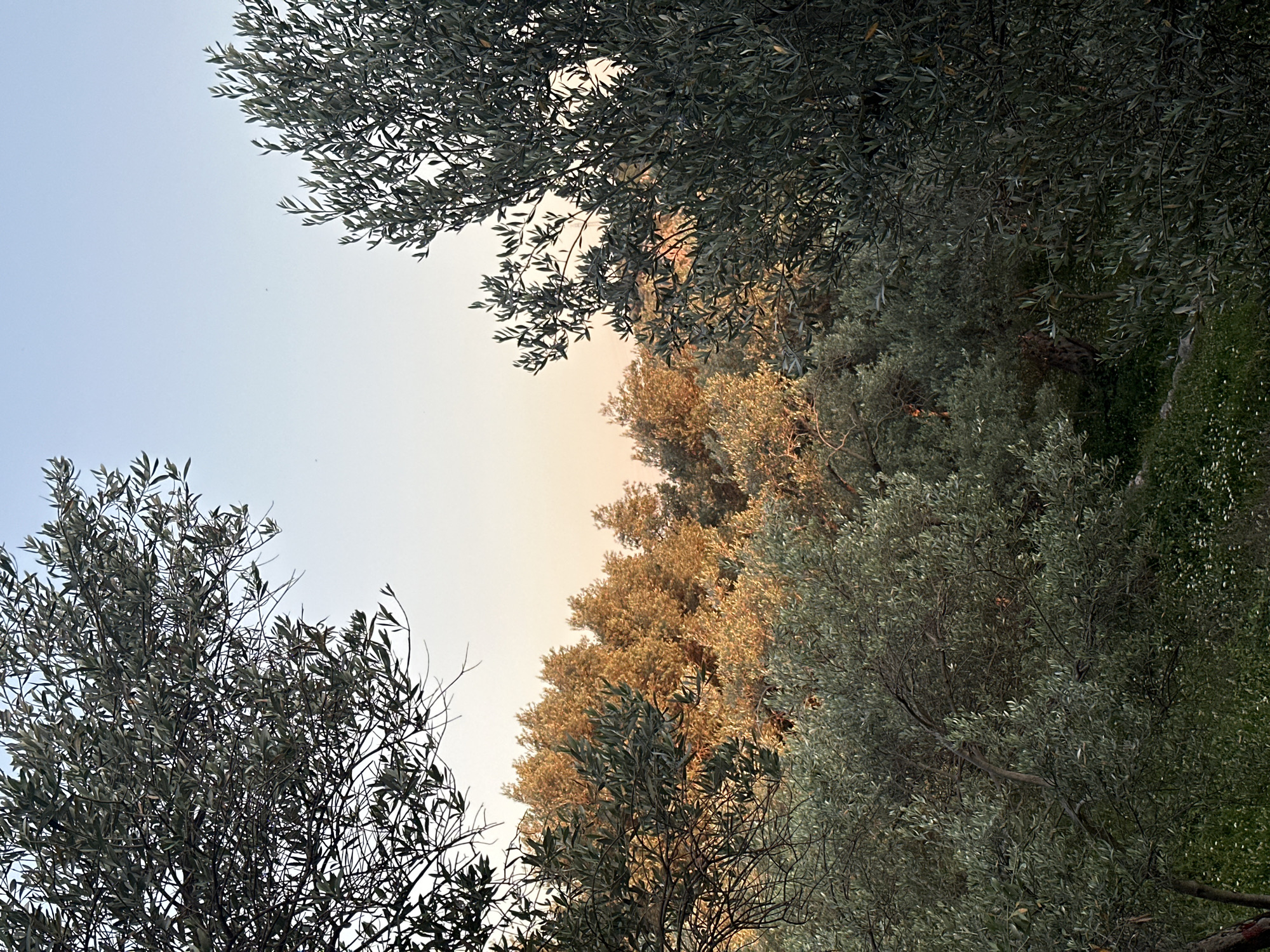 The image shows a view of the sky partially obscured by trees, potentially olive trees, in Bjeliši, Montenegro. The sky transitions from light blue to a warm, golden hue, suggesting either sunrise or sunset. The trees on the right side of the frame are illuminated by a warm light, while those on the left are in shadow. In the lower right, there are some flowers visible on the ground.