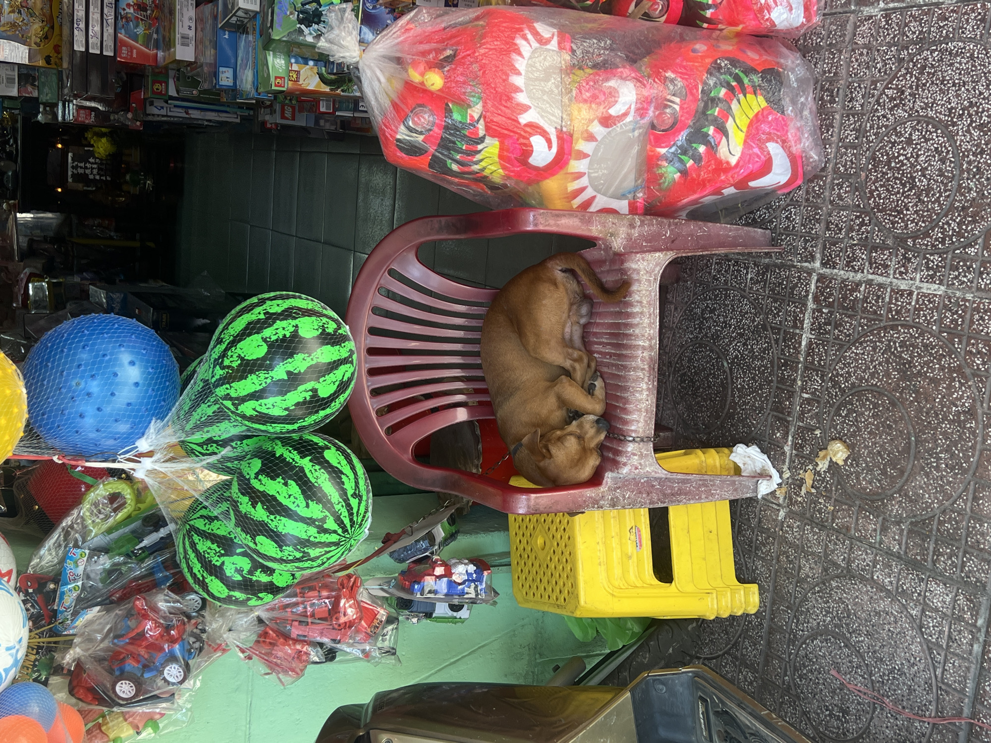 A detailed description of the image reveals a street scene in Nha Trang Ward, Vietnam. The photo is taken from an elevated position, capturing a mix of commercial and domestic elements.
The environment includes a tiled floor and a store display filled with various toys and inflatable objects such as a watermelon and blue ball. Stacked under the display are several toy vehicles.
A small, light brown puppy is sleeping curled up on a red plastic chair. The chair is positioned above a stack of yellow plastic stools. Over the chair is a large plastic bag containing red dragon-shaped toys.
There is no human presence in the image. The focus is mainly on the arrangement of goods and the sleeping puppy, capturing an everyday street-side scene. The front of what appears to be a vehicle is visible in the lower right corner.