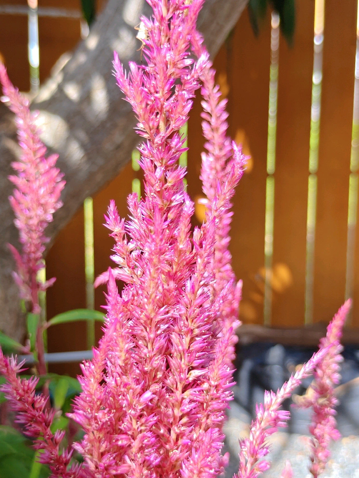 The image displays a close-up view of several bright pink, feathery celosia flowers. The flowers are the primary focus, with their intricate details and vibrant color dominating the foreground. Behind the flowers, a tree trunk with textured bark is visible, casting dappled shadows on its surface. The background consists of a blurred orange fence with vertical slats, and out-of-focus greenery and light reflections suggesting an outdoor environment. The scene appears to be in a garden or natural setting. There are no people or animals visible in the image. The location is specified as Khao Yai, Thailand.