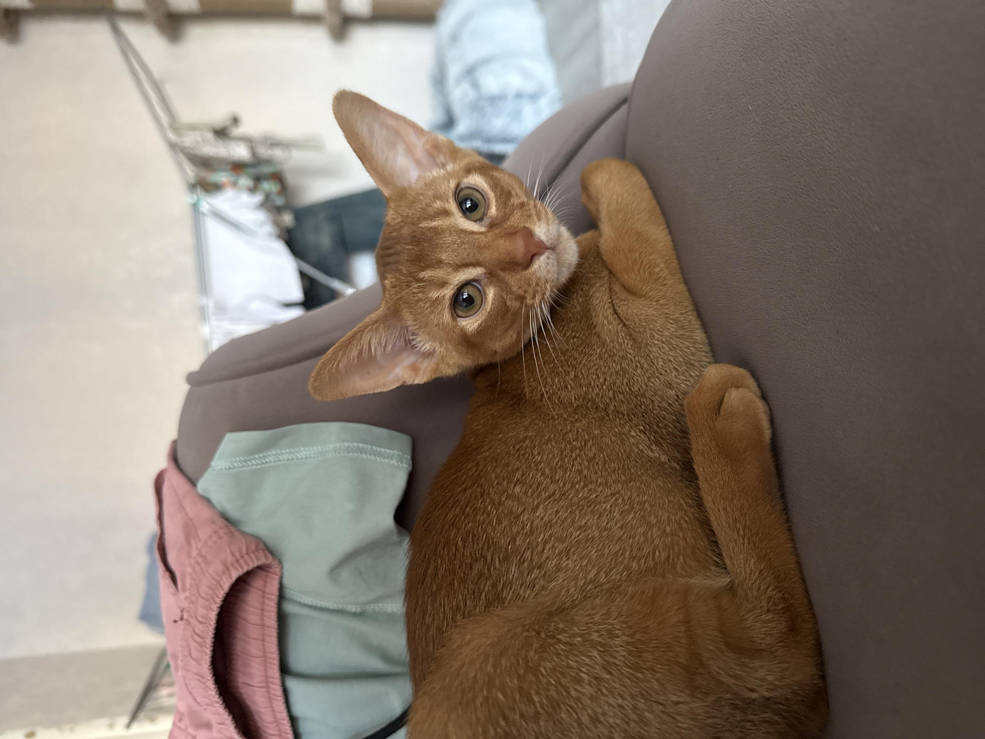 A ginger cat is lying on a gray chair. The cat is facing the camera, and its front paws are crossed. The background is blurry, but it appears to be a room with laundry hanging in the distance. The cat is a young Abyssinian, with large ears and green eyes. The chair is upholstered in a gray fabric. The laundry in the background consists of various articles of clothing, including a pink shirt and a blue t-shirt. The overall impression is one of a domestic scene, with the cat as the central focus. The location in Stary Oskol, Russia is not identifiable from the image.