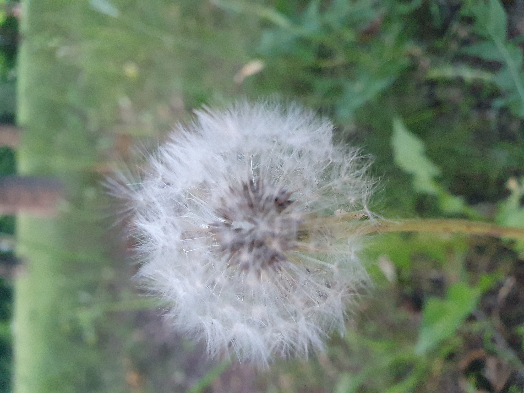 A close-up, eye-level, vertical shot shows a mature dandelion seed head, also known as a puffball, against a softly blurred background of green foliage and trees. The seed head is predominantly white and fluffy, with a darker, textured center. The stem of the dandelion is visible below the seed head and is a light brown color. The background suggests an outdoor setting, possibly a park or grassy area, with varying shades of green and hints of brown from tree trunks or soil. The lighting appears to be natural, possibly overcast or diffused, as there are no harsh shadows.