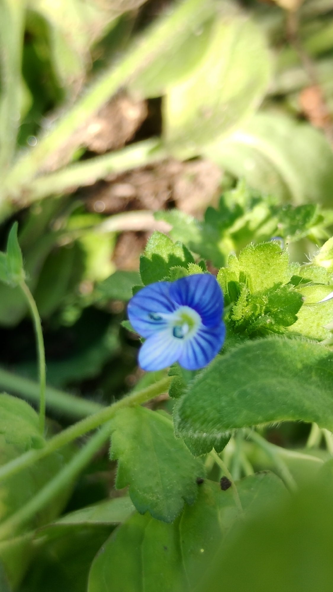The image shows a close-up, macro photograph of a small, vibrant blue wildflower with delicate white stripes. The flower is in focus, with its petals slightly unfurled, revealing a light green center. It is surrounded by lush green foliage, some of which is also in sharp focus, displaying serrated edges and fine hairs on the stems. The background is softly blurred, with hints of brown earth and more out-of-focus greenery, suggesting an outdoor, natural setting. The lighting appears to be natural sunlight, creating soft highlights and shadows on the leaves and flower. There is no indication of the specific location within Smolyan, Bulgaria, nor are there any people or actions depicted.