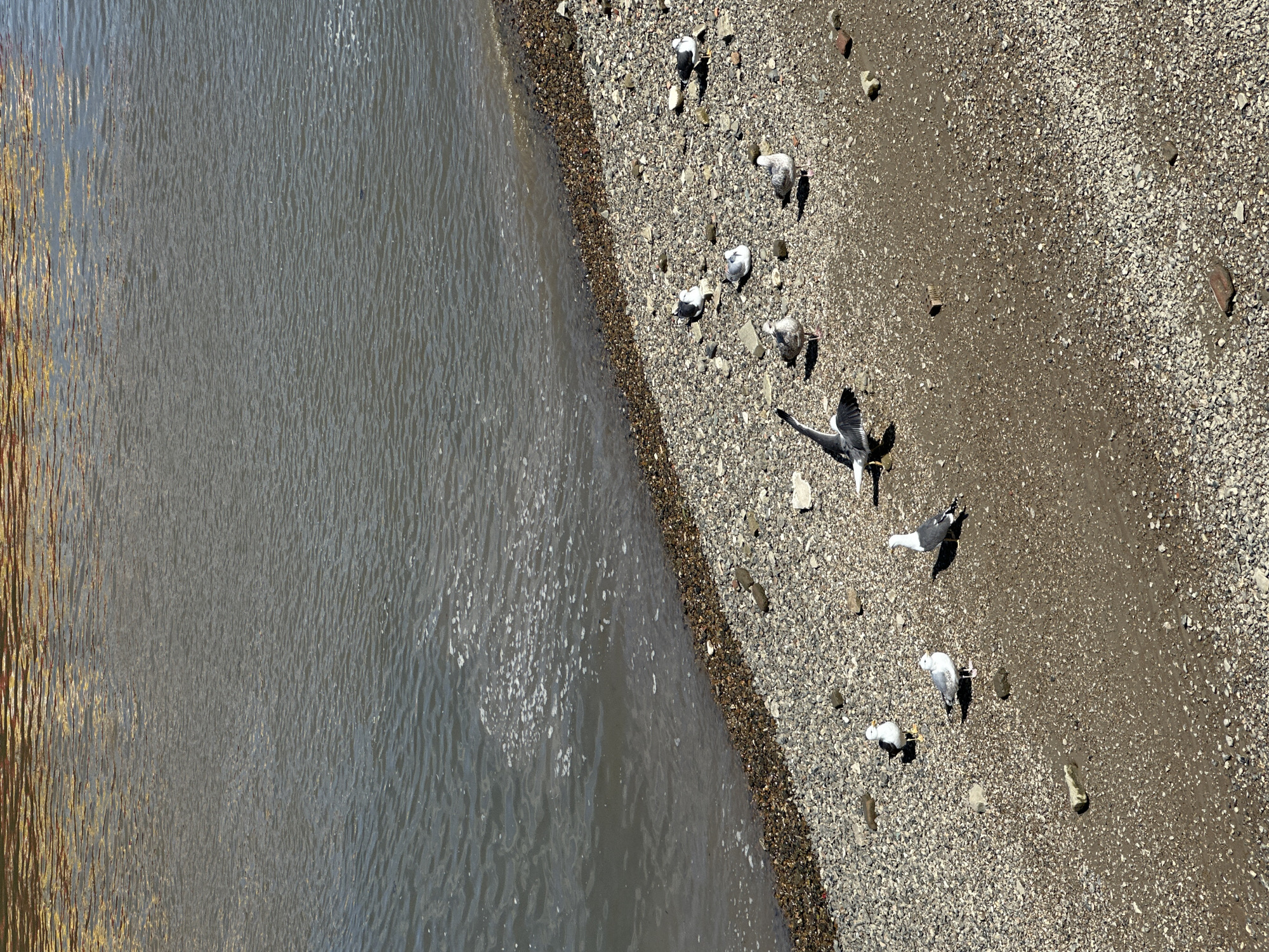 The image depicts a shoreline, likely in London, United Kingdom. On the left is water, and on the right is a pebbled beach. Several seagulls are present on the beach, some at rest, while one is in flight. The environment appears to be a waterfront area, possibly along the River Thames. No people are visible.