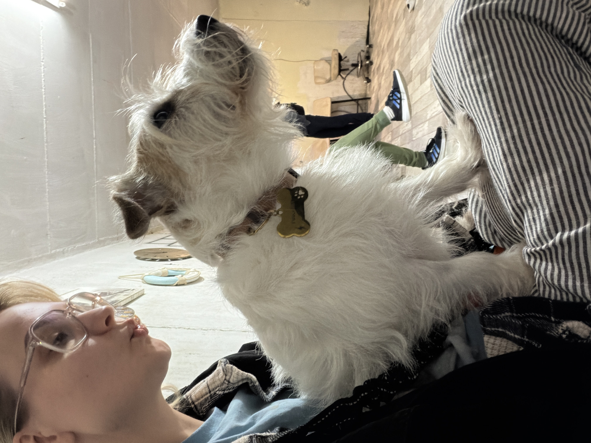 The image depicts an indoor scene in Tel-Aviv, Israel, featuring a person holding a dog. In the foreground on the left, a person, identified as female, with light hair and clear-framed eyeglasses, is partially visible. Her lips are pursed forward. She wears a light blue top beneath a black garment with a brown plaid pattern. A small to medium-sized shaggy dog, predominantly white with light brown markings on its ears and snout, is seated on her leg, which is covered by striped fabric (grey and white horizontal stripes). The dog wears a collar with a bone-shaped gold-colored tag, upon which a paw print and the name "FERO" are partially legible. The dog faces right, looking slightly upwards. In the mid-ground, a second individual's lower legs and feet are visible, standing, wearing olive green pants and black sneakers with blue stripes. The background features off-white walls with visible textures and some decorative objects, including a light blue oval item. A light-colored wooden floor is present, along with a simple wooden chair and an office chair with a tan seat and metal base. The ceiling is white with parallel lines. The lighting is artificial, originating from overhead.