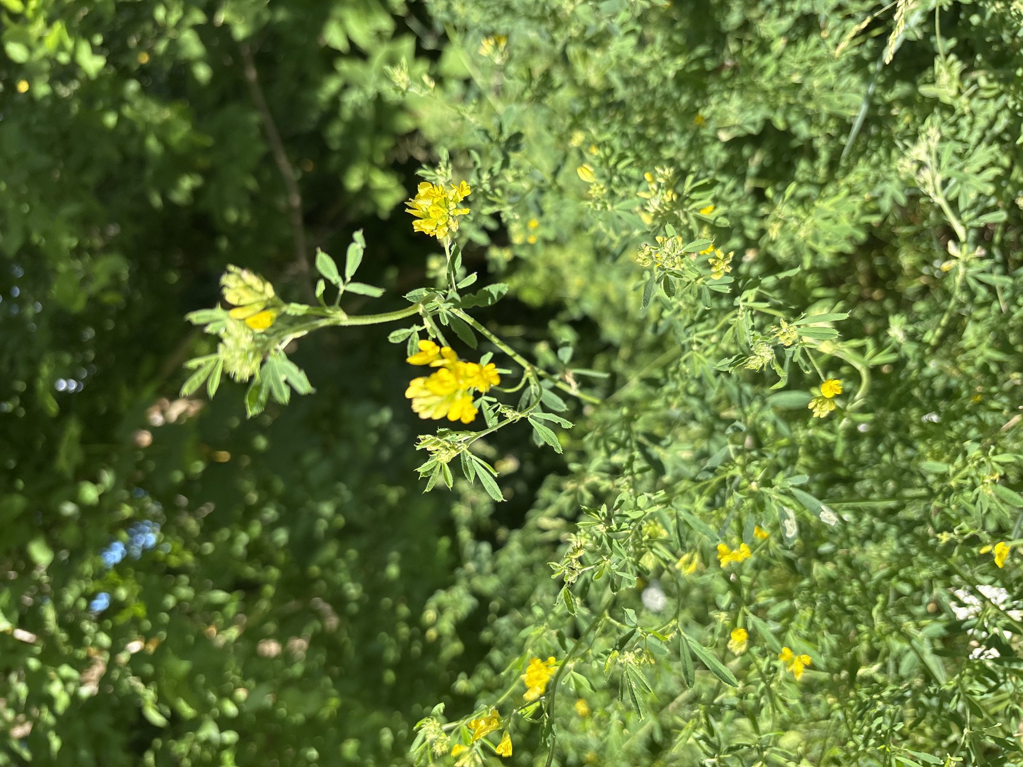 The image displays a close-up view of a plant with small yellow flowers and green leaves. The plant is situated outdoors, amidst other foliage, suggesting a natural setting. The lighting indicates it is daytime, with dappled sunlight filtering through the leaves, creating a somewhat blurred background. The focus is on the delicate yellow blossoms and the intricate structure of the plant. The overall impression is one of a tranquil, natural scene, possibly in a garden or wild area. There is no visible text in the image.