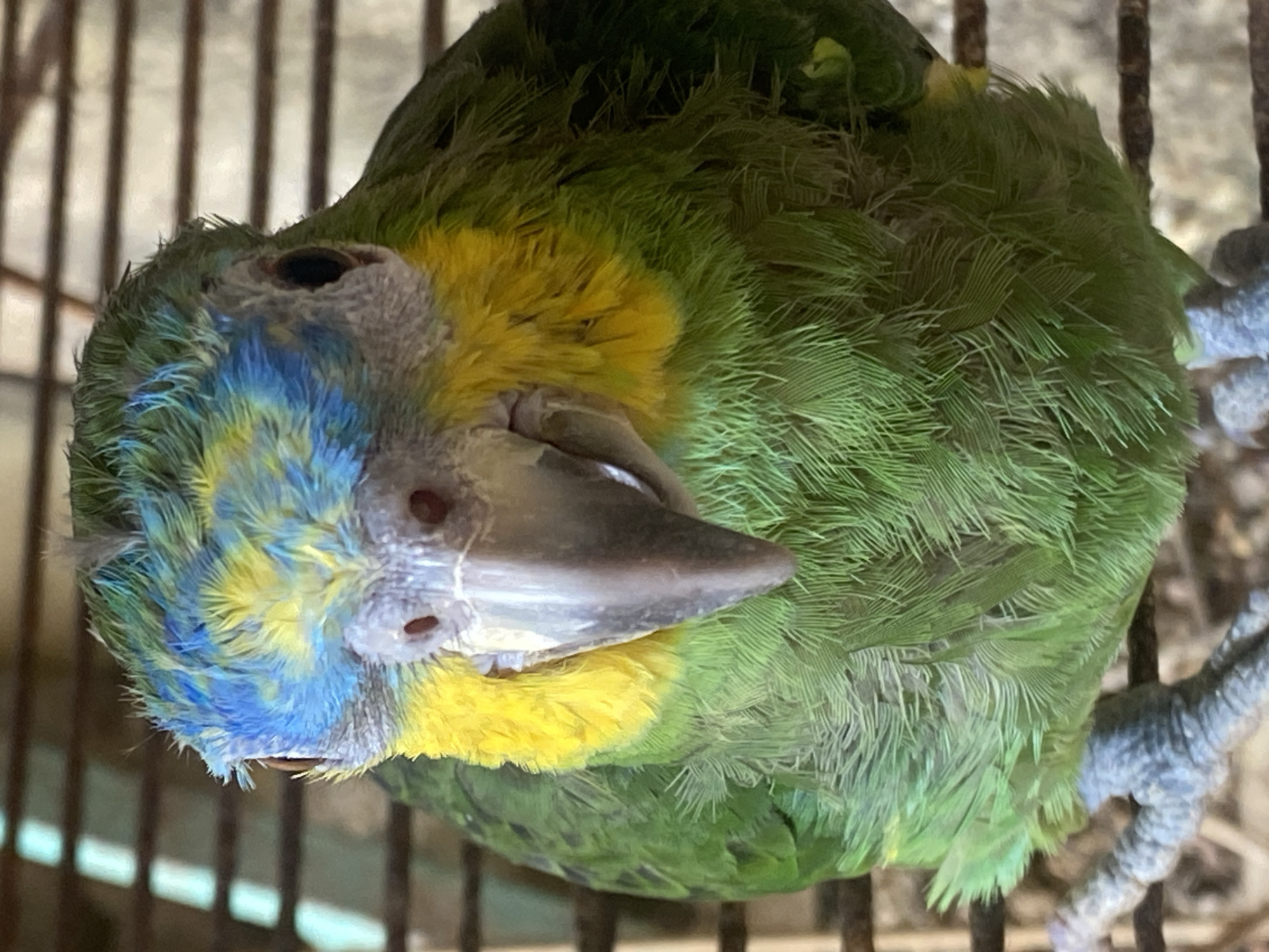 A vibrant green, yellow, and blue parrot is perched inside a cage. The location is identified as Tinaquillo, Venezuela. The bird's head is tilted to the side, with its beak partially open. The cage bars are visible in the background. The focus is primarily on the bird and its immediate surroundings, indicating it may be a pet in a residential setting.