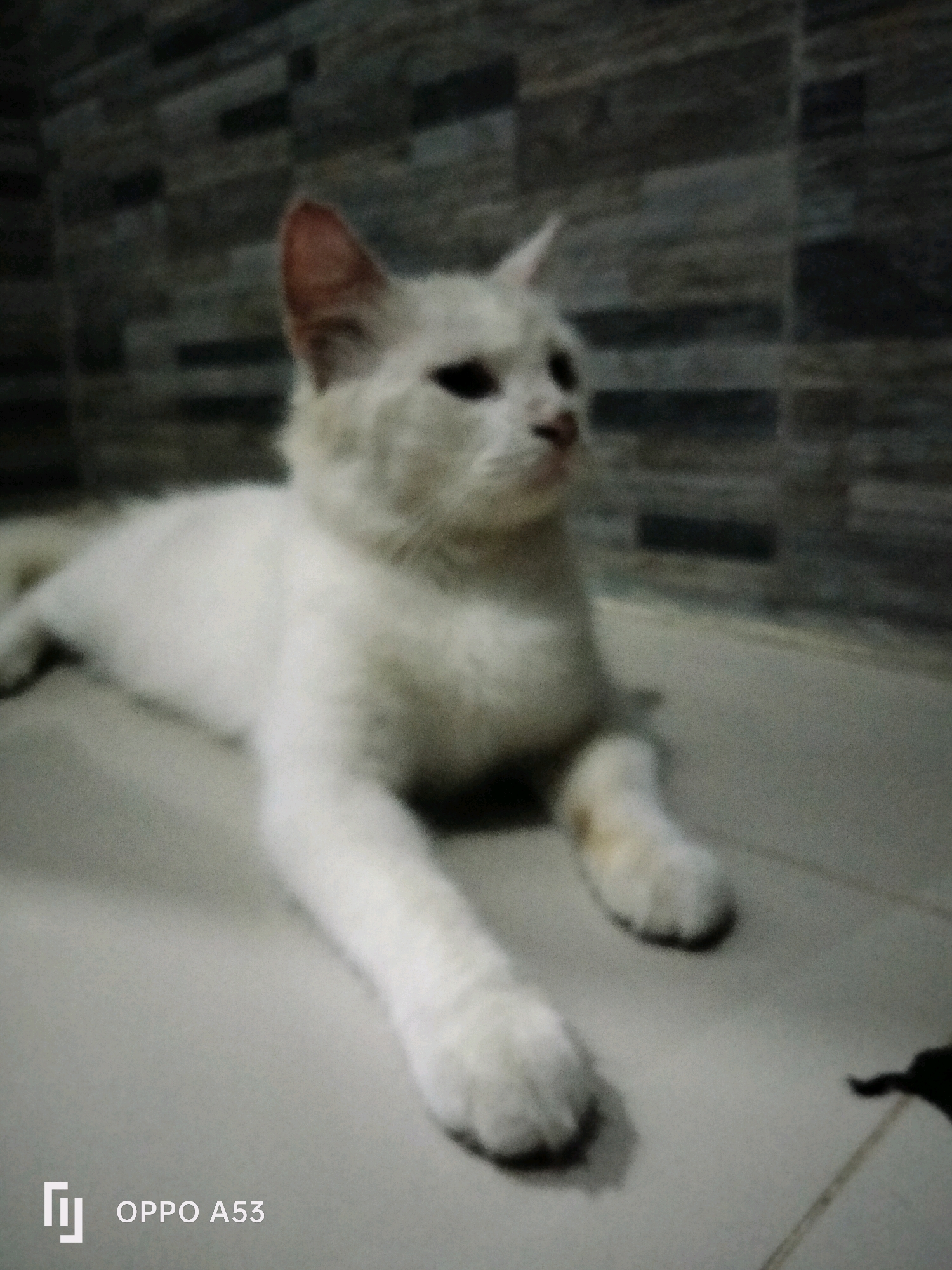 A white cat with pink ears is lying on a tiled floor. The cat's fur appears somewhat fluffy. The background consists of a wall with a dark, rectangular tile pattern. The image has a slightly blurry quality and a watermark in the lower-left corner reads "OPPO A53". There are no people visible in the image. The scene is indoors, likely in a residential setting. The location is identified as Trenggalek, Indonesia.