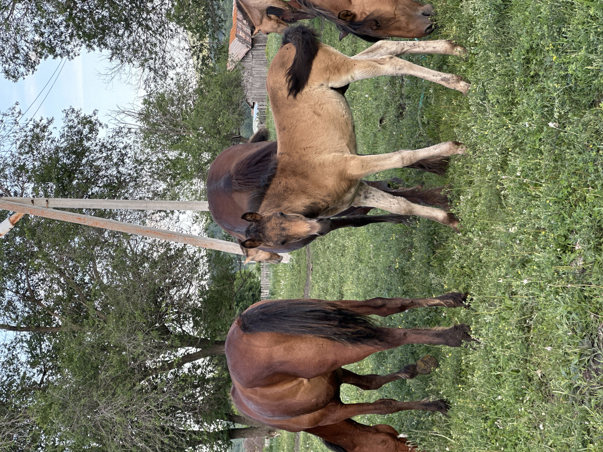 The image shows a group of horses in a grassy field. There are at least three horses visible, including one foal. The horses are a mix of brown and tan colors. One horse in the foreground is a dark brown color with a black mane and tail. A lighter brown foal is positioned in the center of the image, nudging against a larger brown horse. In the background, there is a wooden structure that appears to be a barn or shed, and a fence. Trees surround the field, and the sky is visible through the branches. The lighting suggests it is daytime, likely in the late afternoon or early evening, as the sun is not directly overhead. The overall scene appears to be a rural setting, possibly a farm or ranch. There is no visible text in the image.