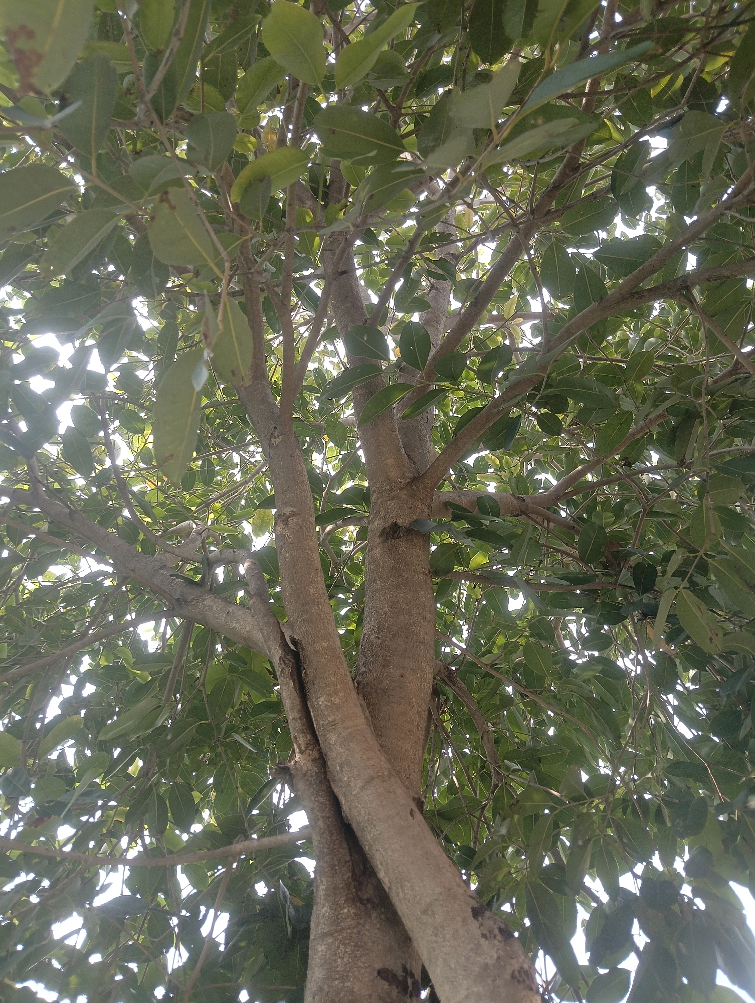 The image is a low-angle shot looking up into the canopy of a large tree with multiple thick, grey-brown trunks. The branches are dense with green leaves, and the bright sky is visible through the gaps. The tree appears to be located outdoors, with sunlight filtering through the foliage. There are no people or specific landmarks visible to indicate the precise location within Chahania, India, beyond the general impression of an outdoor, vegetated area.