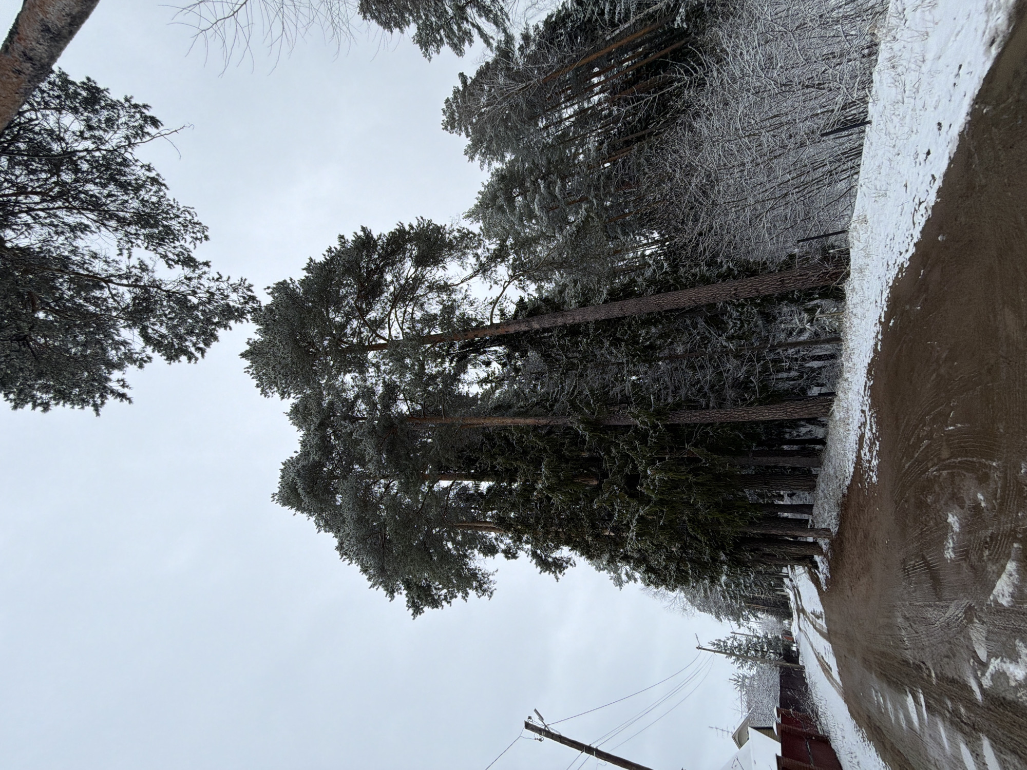 The image depicts a winter scene on a road in what appears to be a residential area near a forest. Tall pine trees line the road, their branches covered in frost or ice. A dirt road runs alongside the trees. Power lines with poles are visible, and a portion of a red fence is also present. The sky is overcast. The image is rotated counter-clockwise. The location is the city of Chaikovsky, Russia.
