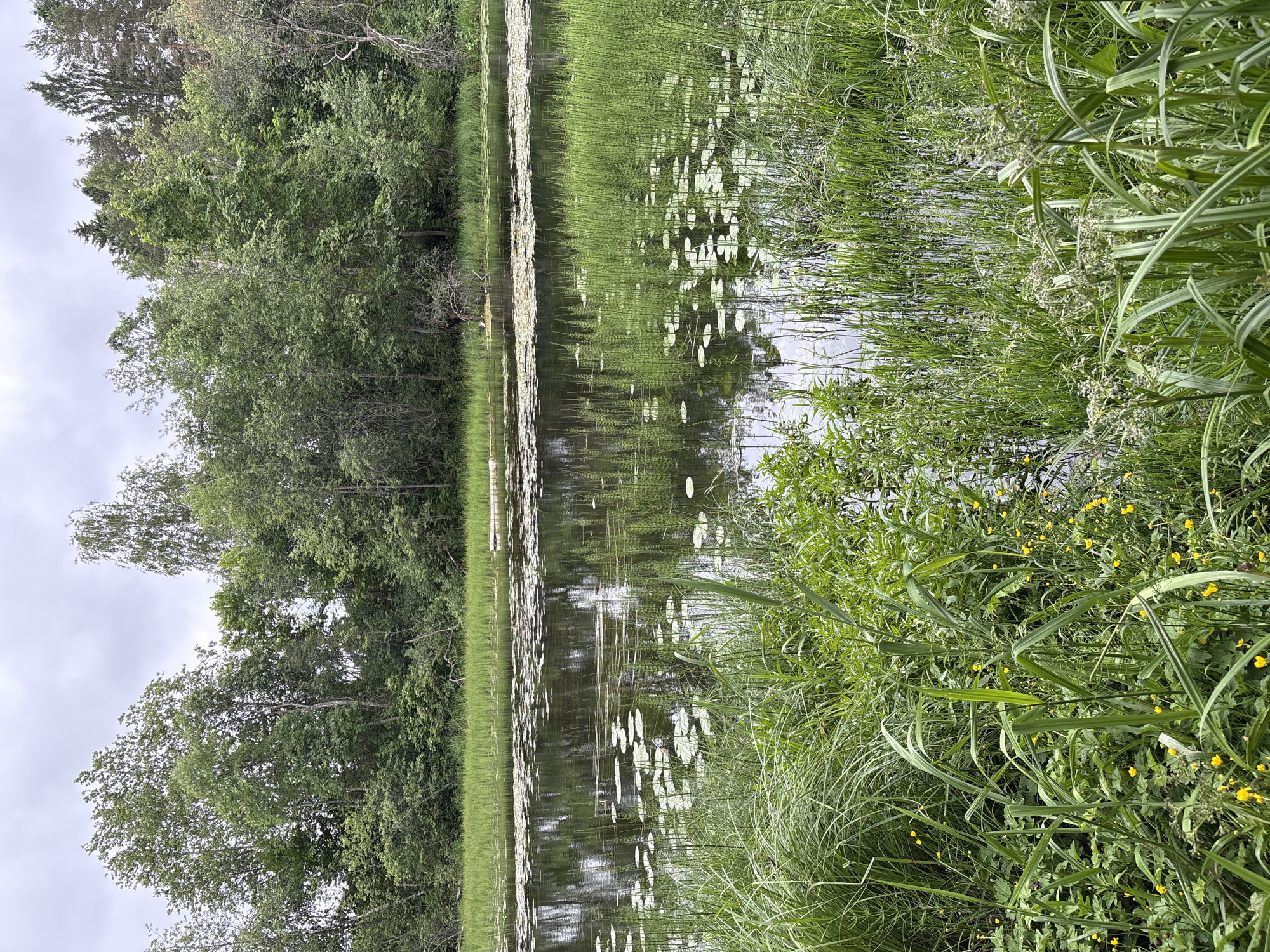 The image depicts a tranquil natural scene of a pond or slow-moving river bordered by dense green foliage and trees under an overcast sky. The water's surface is partially covered with lily pads, and reeds and tall grasses grow along the edges and in shallow areas. The background features a dense wall of trees and shrubs. In the foreground, lush green vegetation, including tall grasses and smaller plants with yellow flowers, dominates the scene. The reflection of the trees and sky is visible on the calm water. This image was taken in the village of Даймище, Russia.