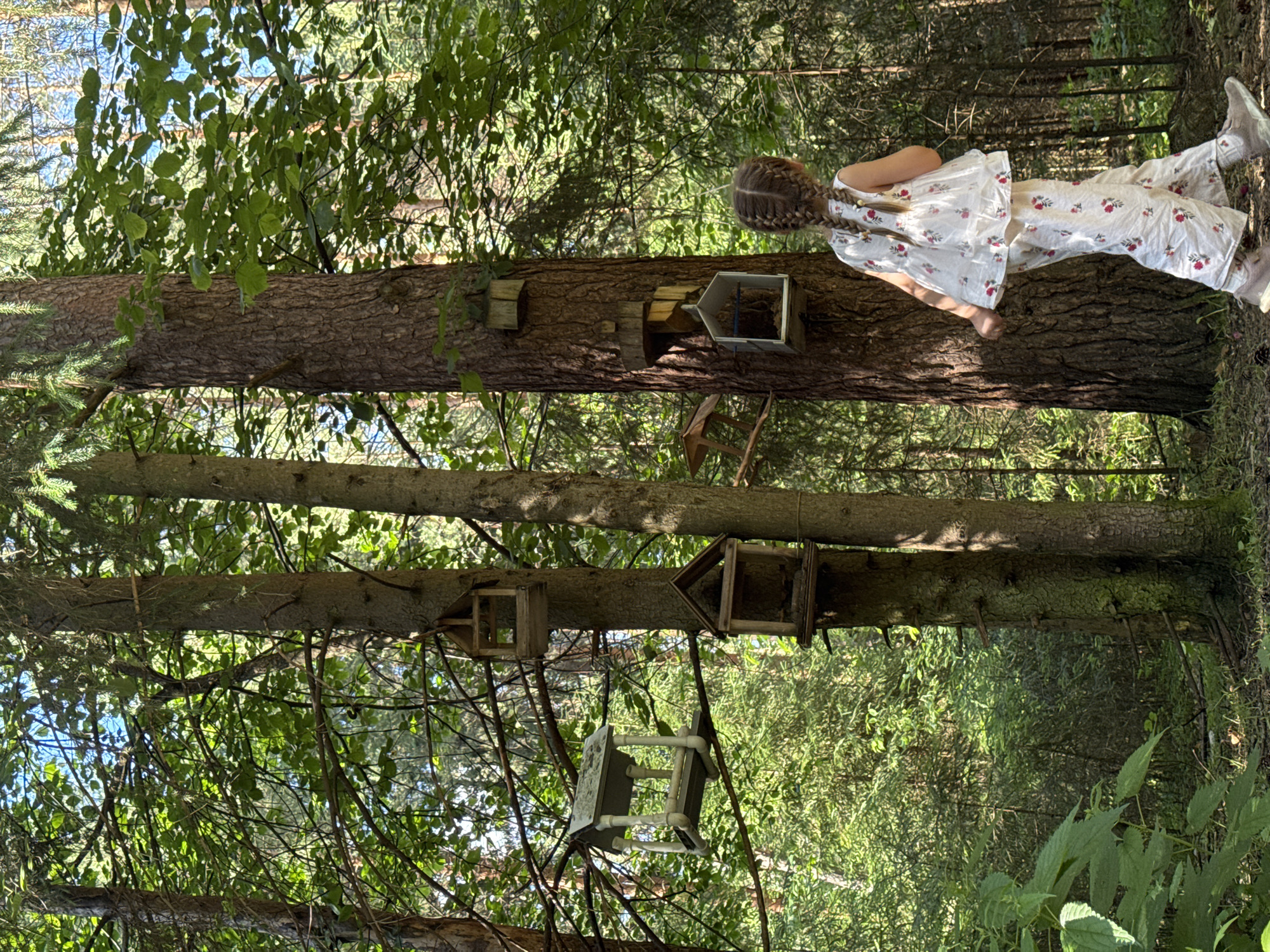 This media file shows a young girl with braided hair wearing a white floral print outfit standing near a large tree trunk in a forest setting. The image is oriented vertically, suggesting the original orientation was horizontal or the photo was taken by rotating the camera. Several small, wooden birdhouses are attached to the tree trunks, some appearing as simple boxes and others with more intricate geometric designs. One birdhouse is particularly visible on the main tree trunk, and another triangular-shaped one is hanging from a branch. A small, white object, possibly a child's chair, made of PVC piping and wood is suspended from a branch below. The forest is dense with greenery, with sunlight filtering through the leaves, indicating it is daytime. The overall atmosphere appears peaceful and natural. There is no visible text in the image. The location is Votkinsk, Russia.