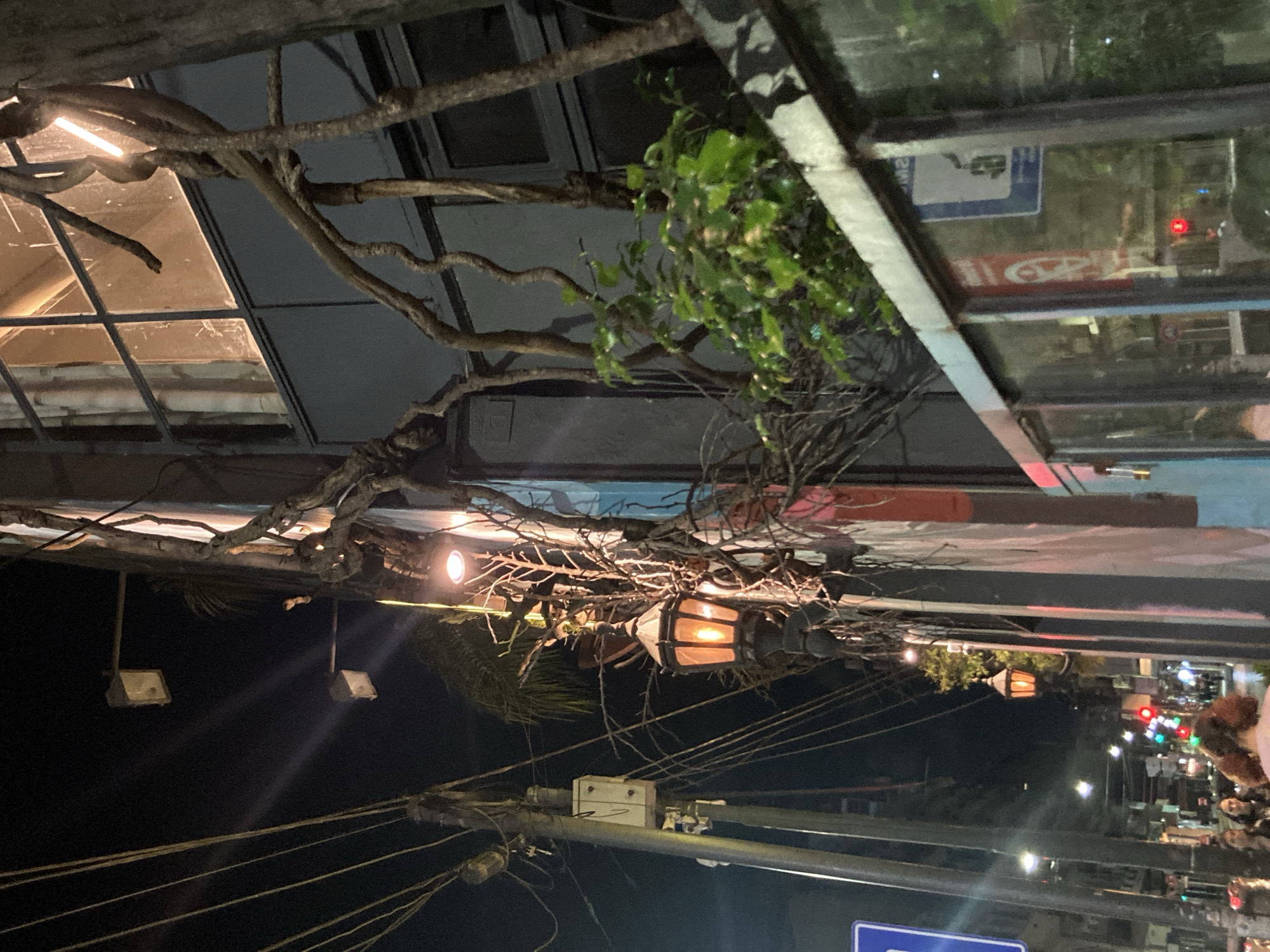The image, rotated 90 degrees clockwise from its likely original orientation, presents a vibrant night scene in an urban or semi-urban setting. The dominant feature is an elaborate overhead structure of intertwined, gnarled branches or vines, some bearing green foliage, creating a natural canopy.
Several artificial light sources illuminate the scene. Two modern, rectangular floodlights are mounted overhead, alongside a vintage-style lantern with an orange glow, and another similar lantern visible further into the background. These lights cast warm tones against the dark night sky.
Above the branches, a building with large windows or a skylight reflects elements of the street scene. Within these reflections, a blue sign with white symbols (possibly a 'P' for parking or another traffic indicator) and a red sign with indistinct white text are discernible. Red and green traffic lights are also visible both in the reflections and in the distant background.
Below the canopy, a utility pole with a dense network of electrical wires and components stretches across the frame, characteristic of a city environment. The background reveals a bustling street with additional streetlights and indistinct colorful lights, hinting at ongoing activity. While no people are clearly visible, a soft, textured object, possibly a person's head or a decorative item, is partially visible on the far right edge of the frame. The overall atmosphere is warm, somewhat rustic, and suggestive of a creatively decorated outdoor area or street.