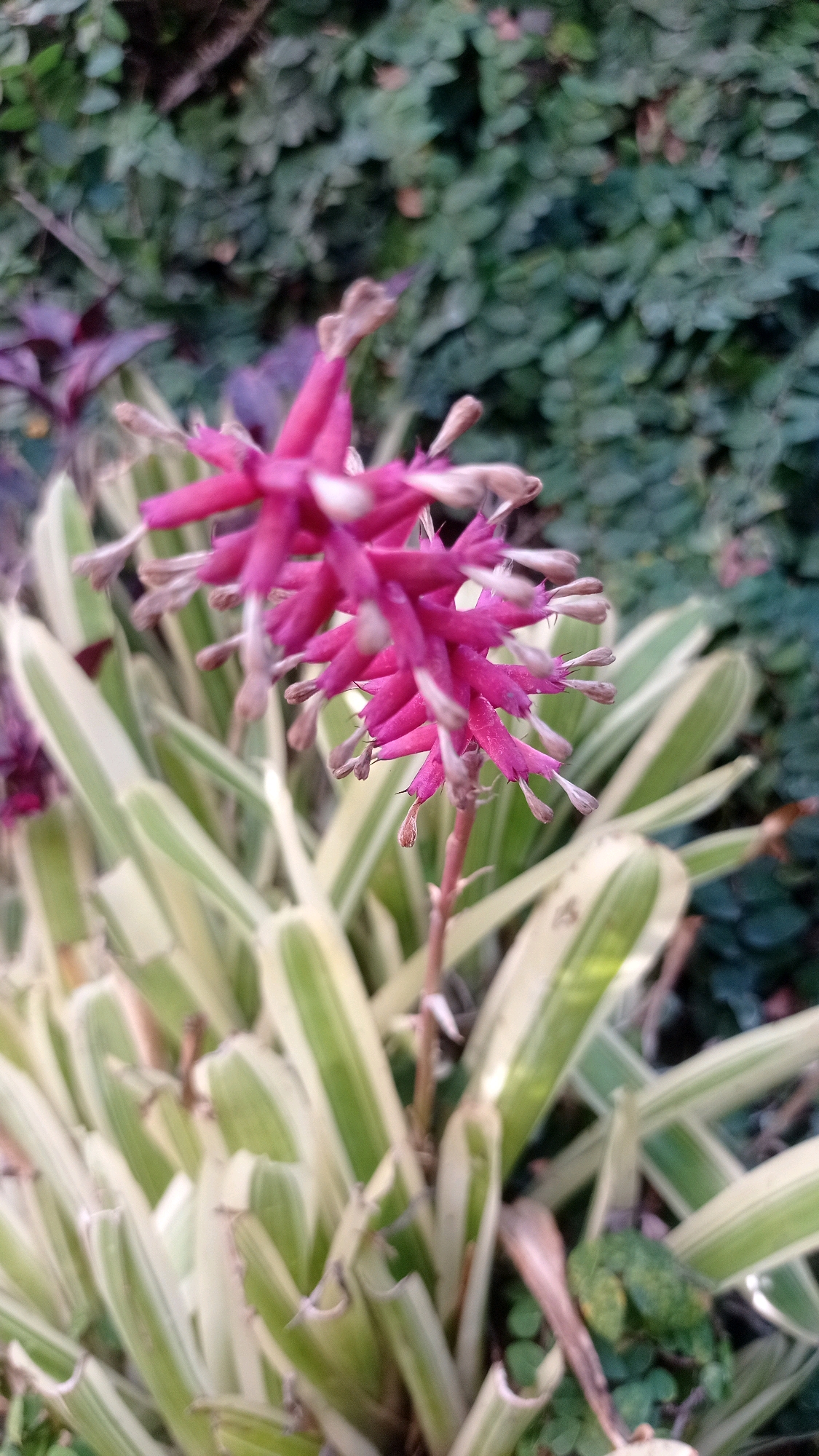 A close-up shot captures a bright pink bromeliad flower blooming in a garden setting. The spiky petals of the flower are arranged in a starburst pattern, with thin, pale brown stamens protruding from the center. The plant's leaves are long and sword-shaped, with alternating stripes of cream and green. In the background, a dense wall of lush green foliage creates a blurred backdrop. The image appears to be taken outdoors, possibly in a garden or park, given the natural elements present. The scene conveys a sense of vibrant natural beauty.