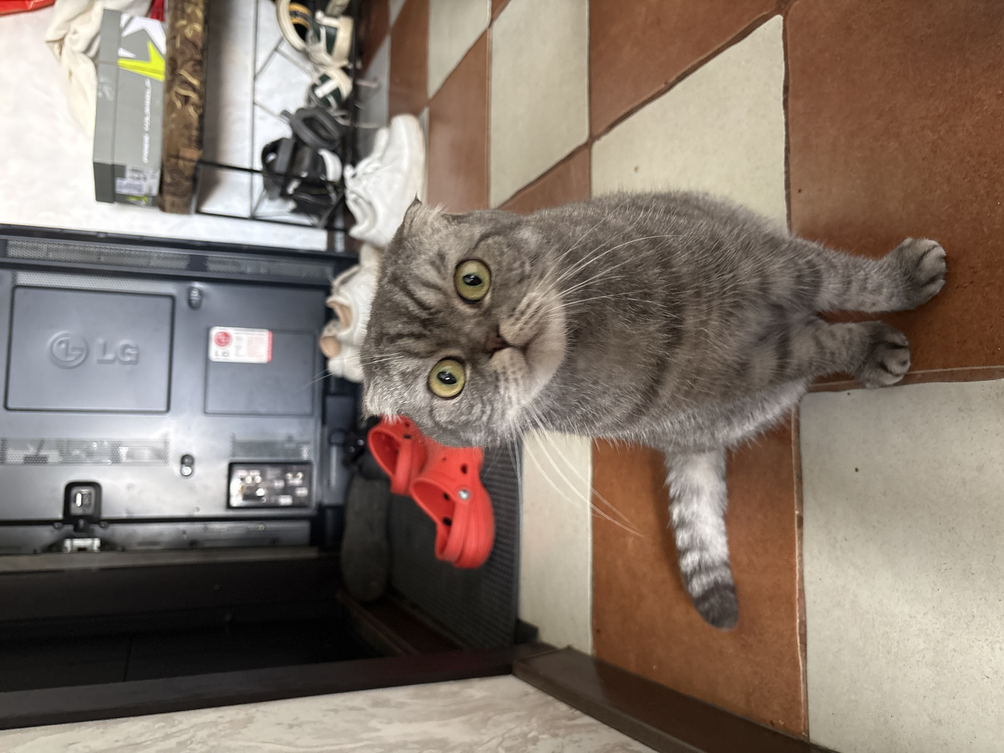 A Scottish Fold cat with grey tabby markings and wide green eyes sits on a checkered tiled floor in front of a large, dark object, possibly a television stand, and a doorway. Red Crocs are visible on a dark mat behind the cat. In the background, on a shelf, are various pairs of shoes, including white sneakers and darker athletic shoes, along with a grey and yellow shoebox. The floor tiles are a mix of brown and cream colors. The scene appears to be indoors, likely in a residential setting.