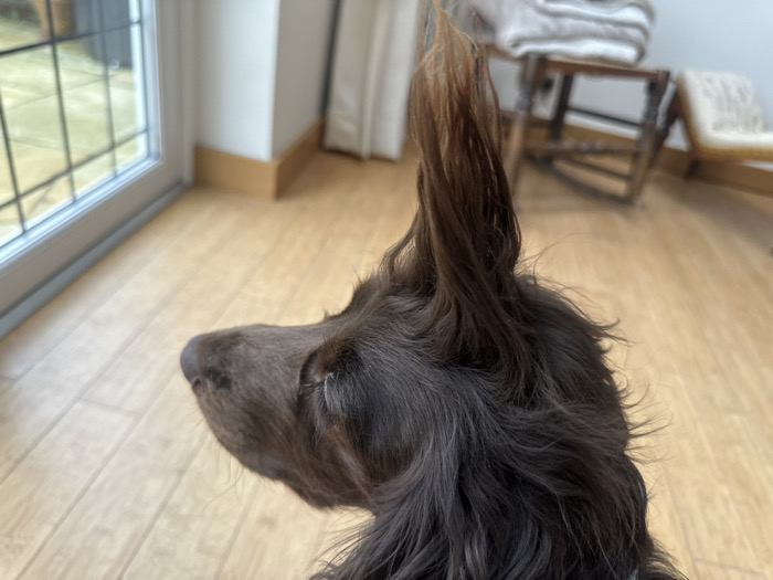 The scene depicts an indoor domestic environment located in Wealden, United Kingdom. A medium-sized, long-haired dog, likely a Spaniel, is the primary subject, viewed from a side-rear perspective, facing left. The dog's fur is predominantly dark brown, exhibiting wavy texture, with a notable reddish-brown highlight on the tip of its perked-up right ear. The dog is positioned on a light-colored wooden laminate floor, looking towards a white-framed window or glass door composed of multiple panes. A light-colored wall with matching wooden skirting boards is visible. In the blurred background to the right, a wooden chair holding folded light-toned textiles is present. The dog's action is directed towards observing the external environment through the window.