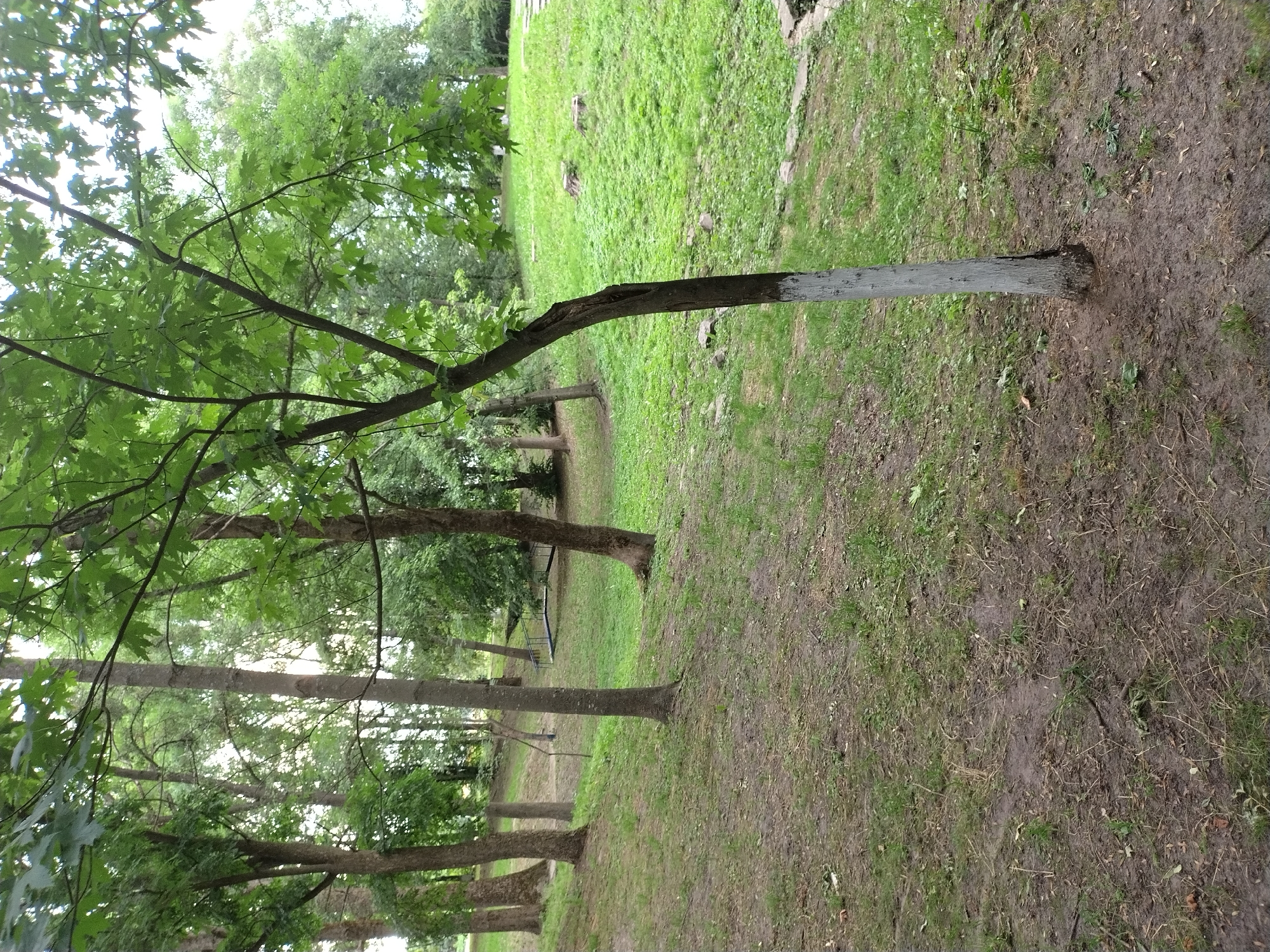 The image depicts a park or wooded area in Ivankiv, Ukraine. The scene is dominated by trees with lush green foliage, suggesting a warm season, likely spring or summer. The ground is a mix of grass and dirt, with several trees visible in the foreground and background, arranged in a somewhat linear fashion. One tree in the mid-ground has a portion of its trunk painted white, a common practice for marking trees or protecting them. The lighting suggests it is daytime, with diffused light filtering through the leaves, indicating possibly overcast or partly cloudy weather. There are no people visible in the image. The overall impression is one of a natural, perhaps somewhat untamed, outdoor environment. The image is oriented sideways.