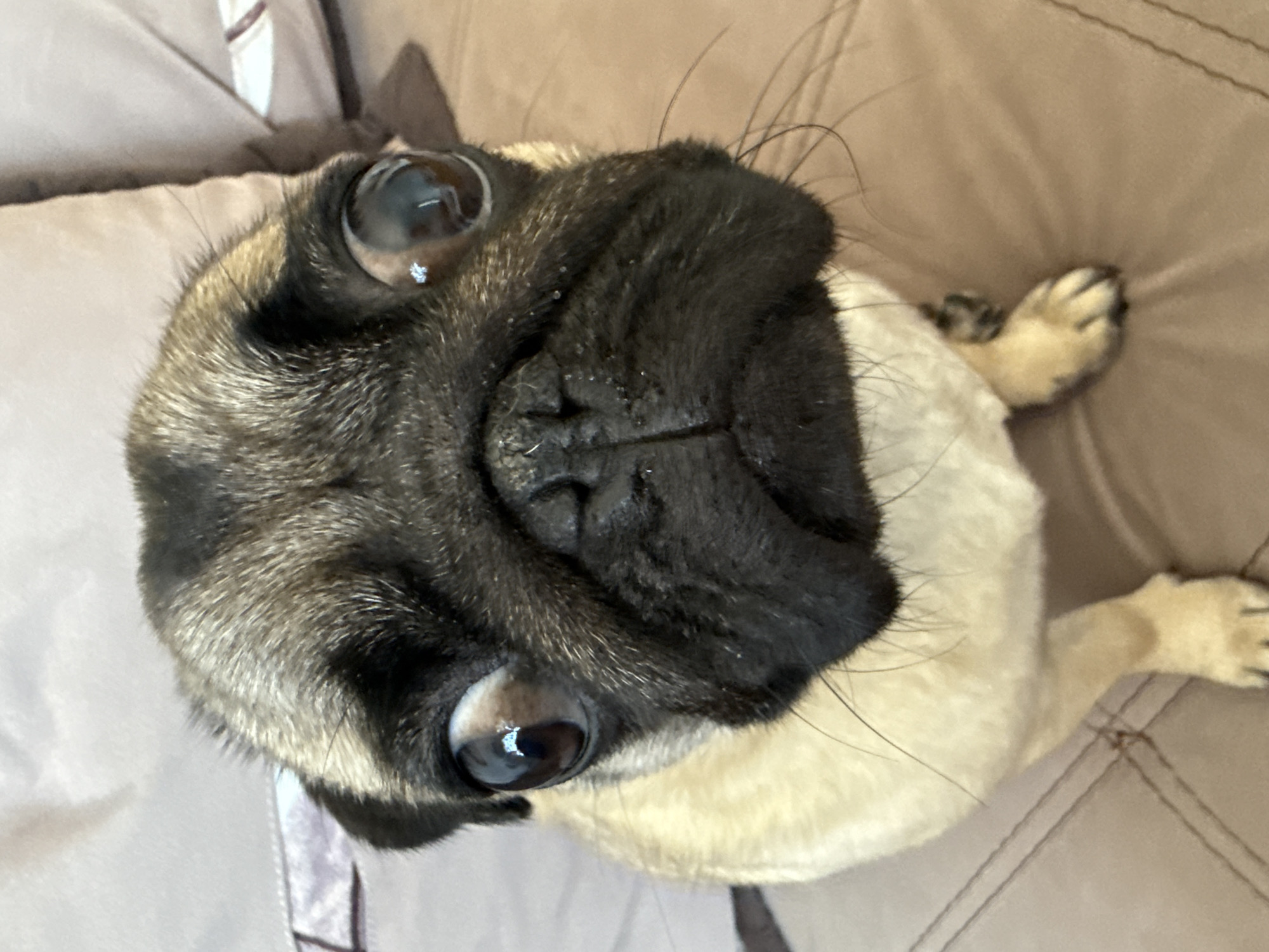 An extreme close-up shot focuses on the face of a pug dog sitting on a brown surface, likely a sofa, with a plush, light-colored fabric in the background. The dog's eyes, large and round, dominate the frame, with reflections of light visible on their surface. Its dark snout is wrinkled, and whiskers extend outwards. The pug's fur is a mix of tan and black. The lighting is bright, highlighting the textures of the fur and the sheen of the eyes. No other living beings or specific urban environmental details are discernable.