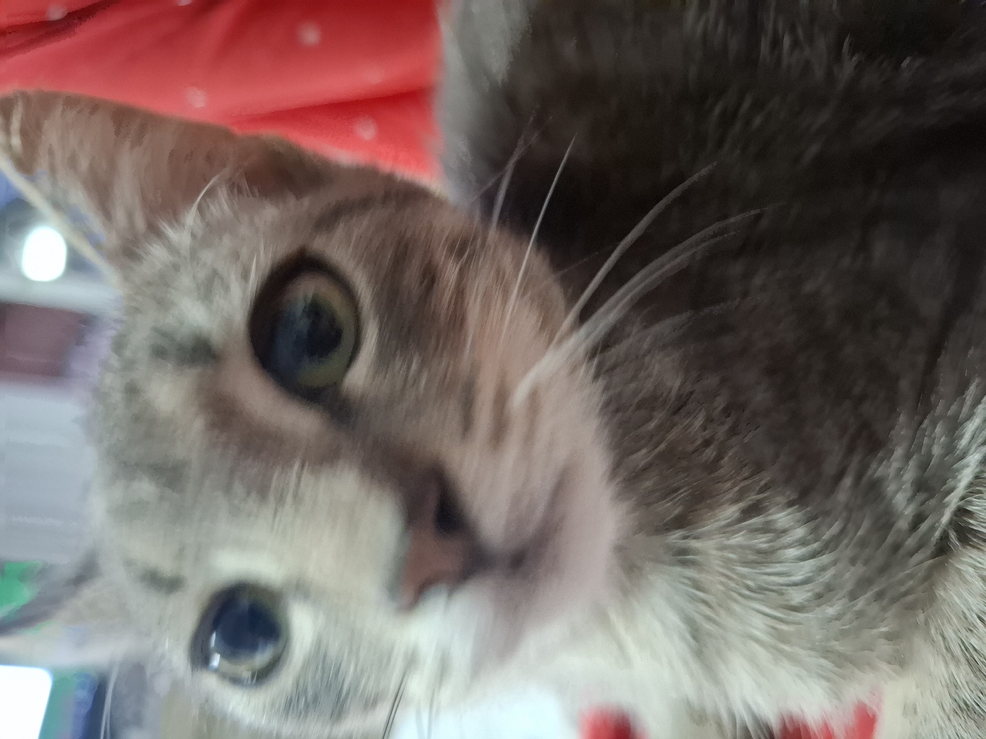 A close-up, slightly blurry, eye-level shot shows the face of a tabby cat. The cat's fur is a mix of gray and white with darker tabby markings on its head and face. The cat's eyes are open and appear to be a greenish-blue color. The cat's whiskers are long and white. The background is out of focus, but appears to be an indoor setting with some soft lighting. There is a hint of red fabric with white polka dots to the right of the cat's head. No specific location in Dubăsarii Vechi, Moldova can be determined from this image.