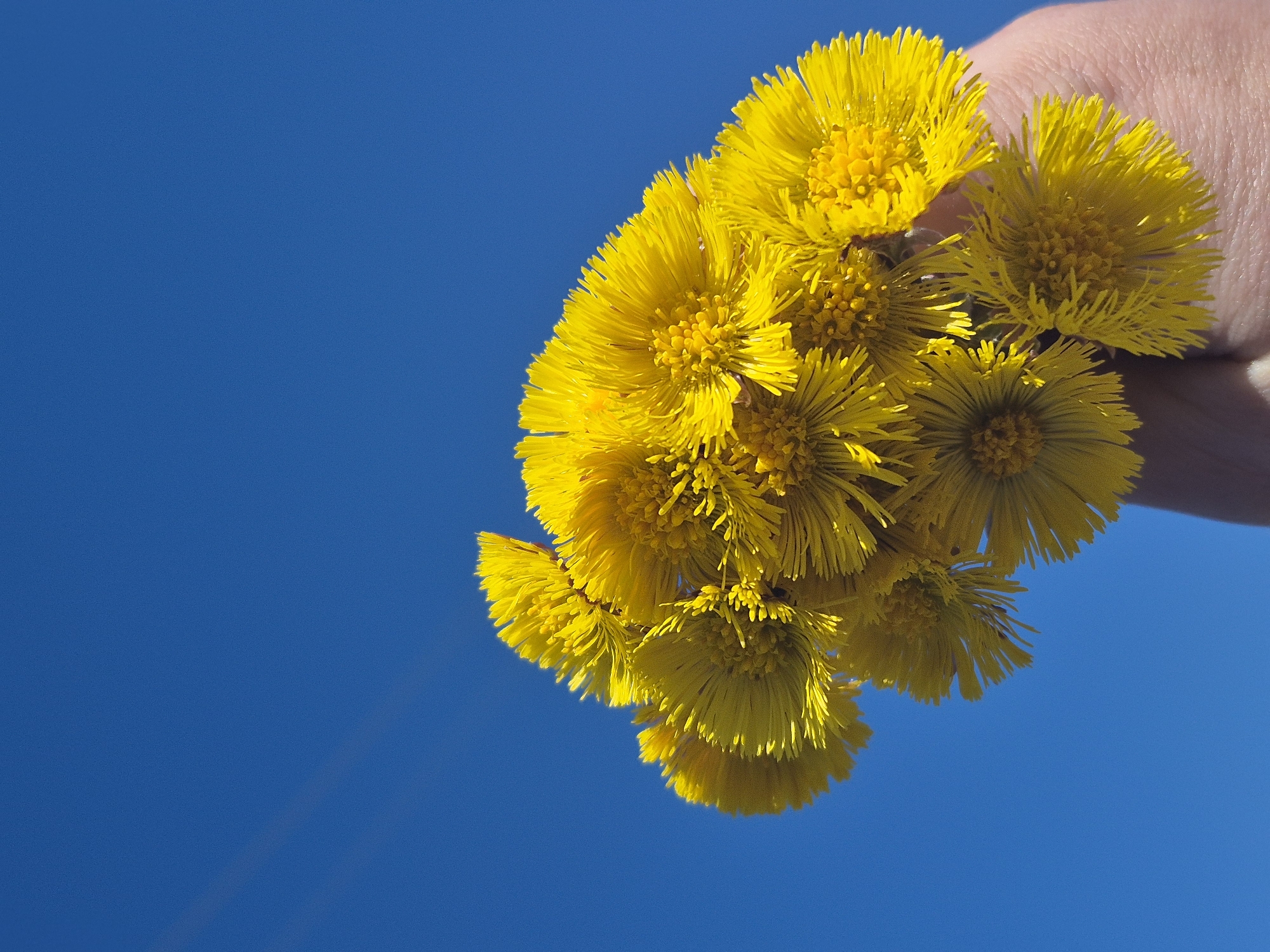 A low-angle, close-up shot depicts a person holding a cluster of yellow Tussilago farfara flowers against a vibrant blue sky. The person's hand is visible near the top-right corner, seemingly holding the stems of the flowers. The blossoms are clustered tightly, their bright yellow petals and central discs sharply defined against the sky's uniform color. Two diagonal white lines appear on the left side of the image in the sky.
The image does not have sufficient elements to determine the location or the city of Дойная, Russia.