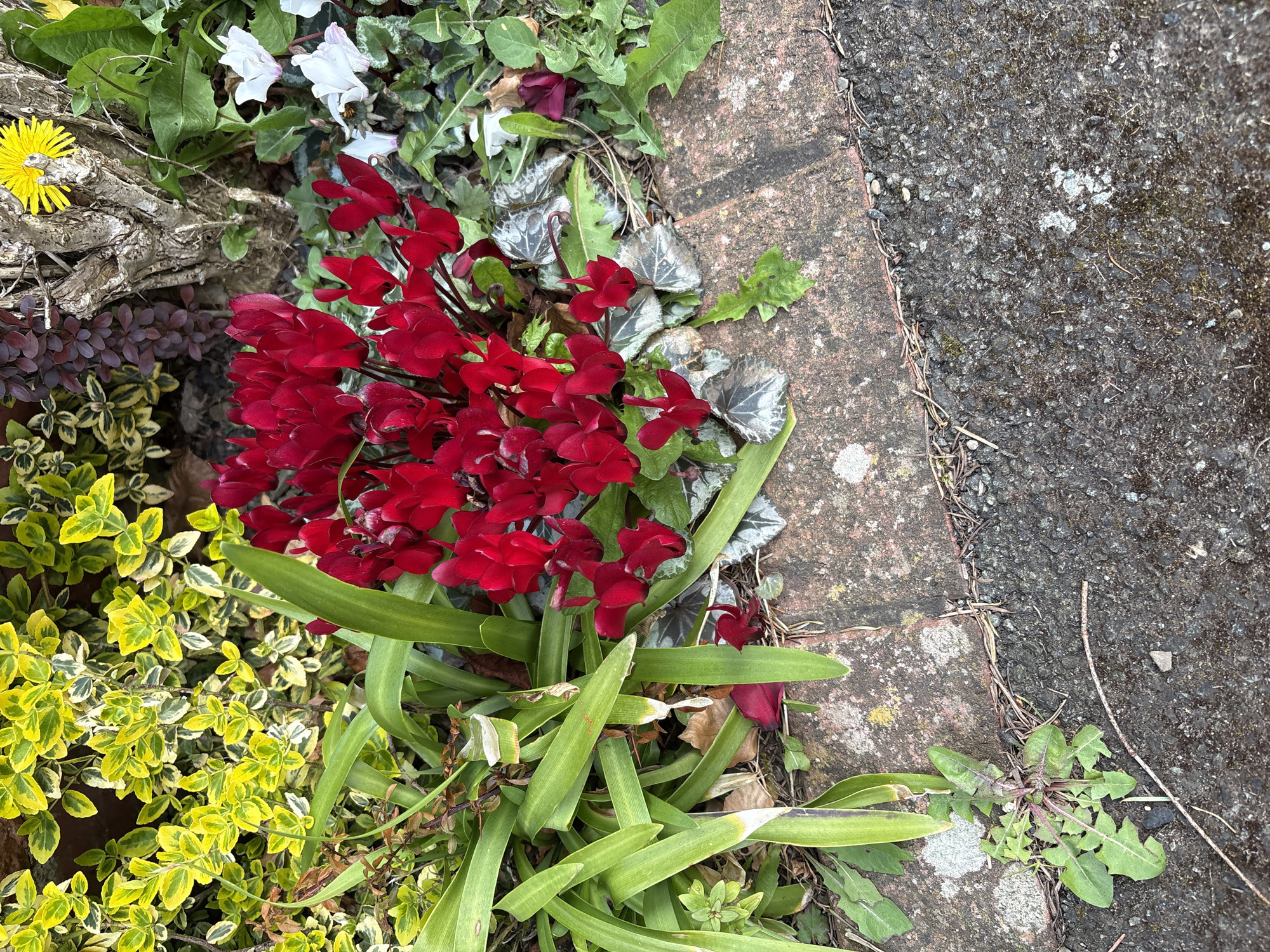 The image depicts a flowerbed bordering a paved surface, likely in a garden or along a walkway. The flowerbed contains a variety of plants including red cyclamen, variegated yellow and green shrubs, ivy, and what appears to be a single dandelion. The paved surface is a mix of brick edging and dark grey asphalt. The scene is consistent with a domestic garden or public green space within a suburban or rural setting.