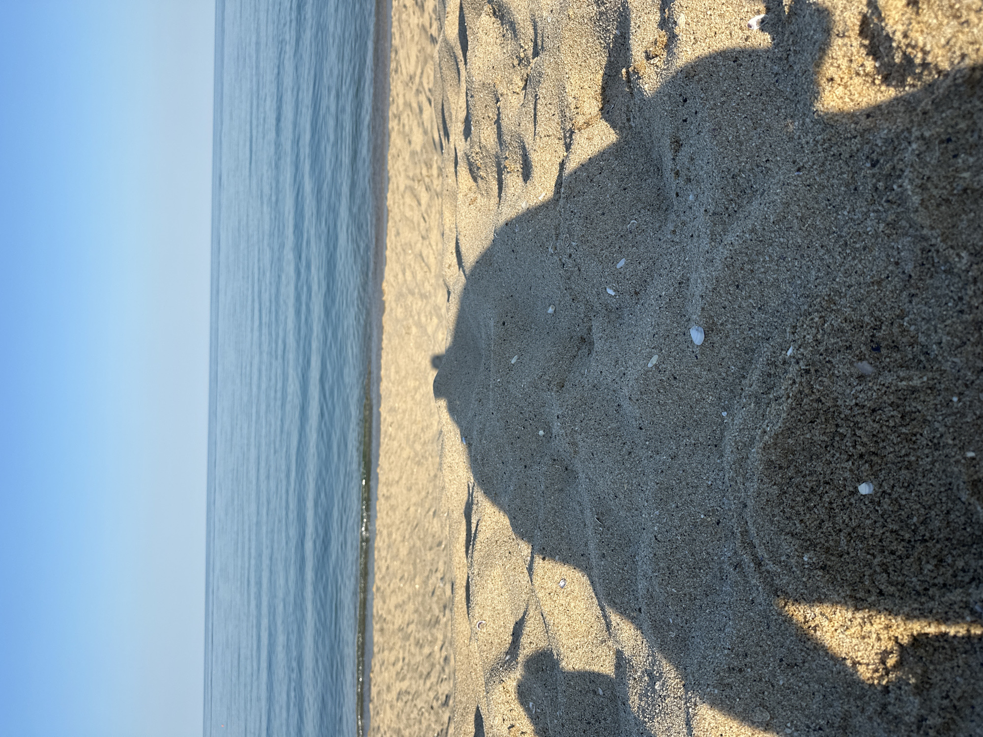 This is a high-angle, close-up shot of a sandy beach beside a body of water. The sand is light brown and appears fine-grained, with small shell fragments scattered throughout. There are shadows cast on the sand, suggesting the presence of people or objects not fully in frame, possibly creating a silhouette of a person's head and shoulders on the right side of the image. The water, which takes up the left portion of the frame, is a calm, blue hue with subtle ripples and a thin line of white surf at the edge of the beach. The sky above the water is a clear, light blue, indicating a sunny day. The lighting suggests it could be morning or late afternoon due to the long shadows. The overall mood is peaceful and serene, capturing a typical beach scene. No text is visible in the image.