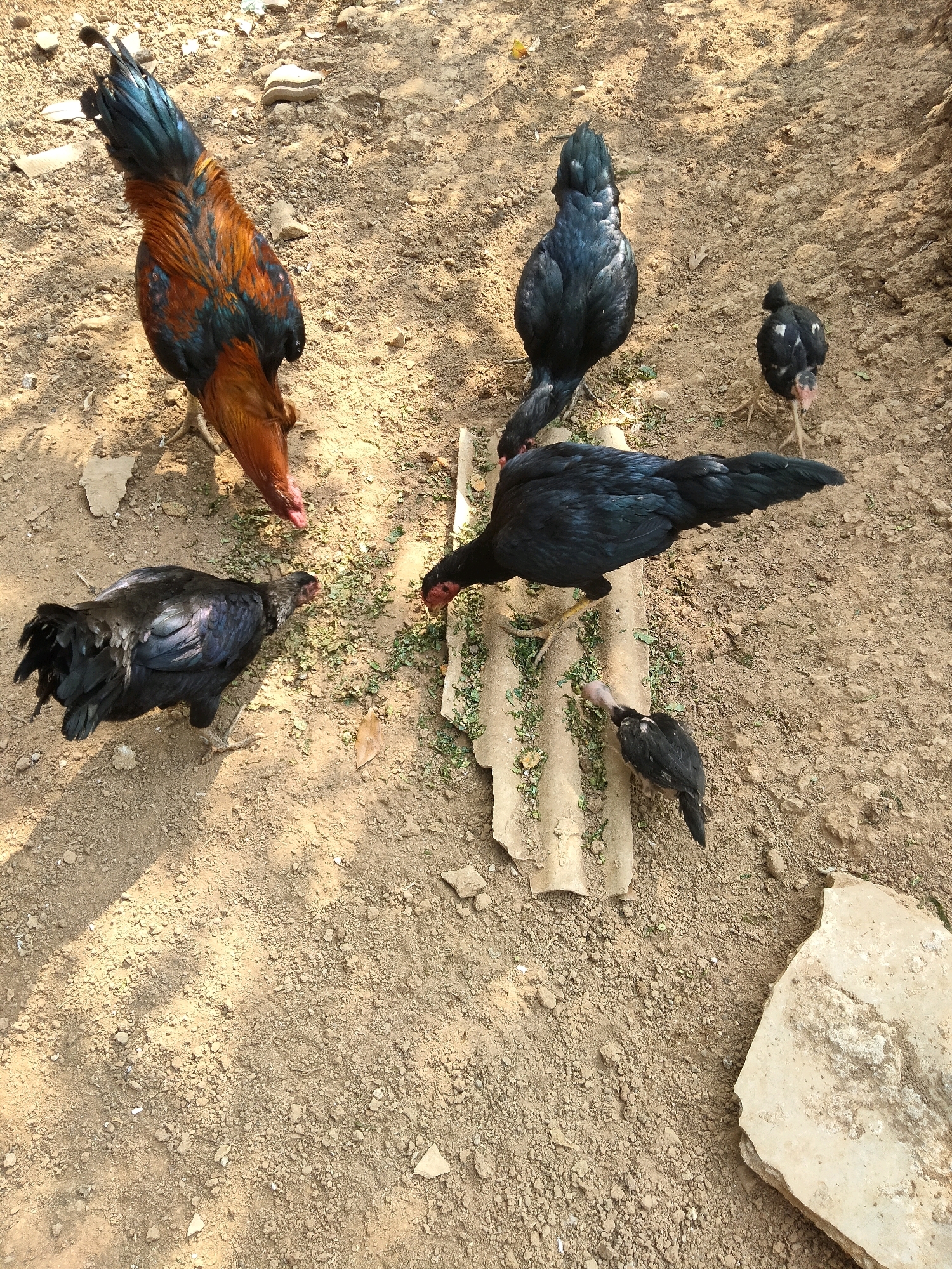 A flock of chickens, including adult roosters and chicks, are foraging for food in a dusty, outdoor area. The ground is composed of dry soil, pebbles, and small rocks. In the center of the frame, a piece of corrugated material, possibly roofing, is laid on the ground with green plant matter scattered on and around it, indicating the chickens' food source. The chickens are pecking at this food. One rooster displays vibrant copper, orange, and blue plumage. The other adult chickens and chicks are predominantly black with some white markings on the chicks. The lighting suggests a bright, sunny day, casting shadows on the ground. The environment appears to be an unpaved yard or open area, potentially on the outskirts of a settlement.